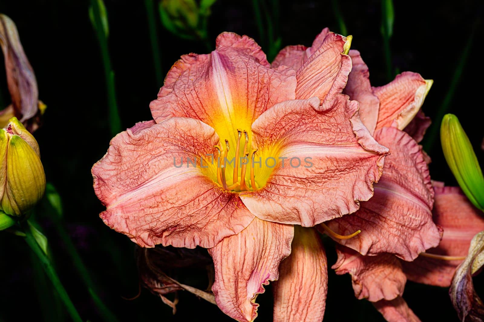 Hemerocallis fulva by mypstudio