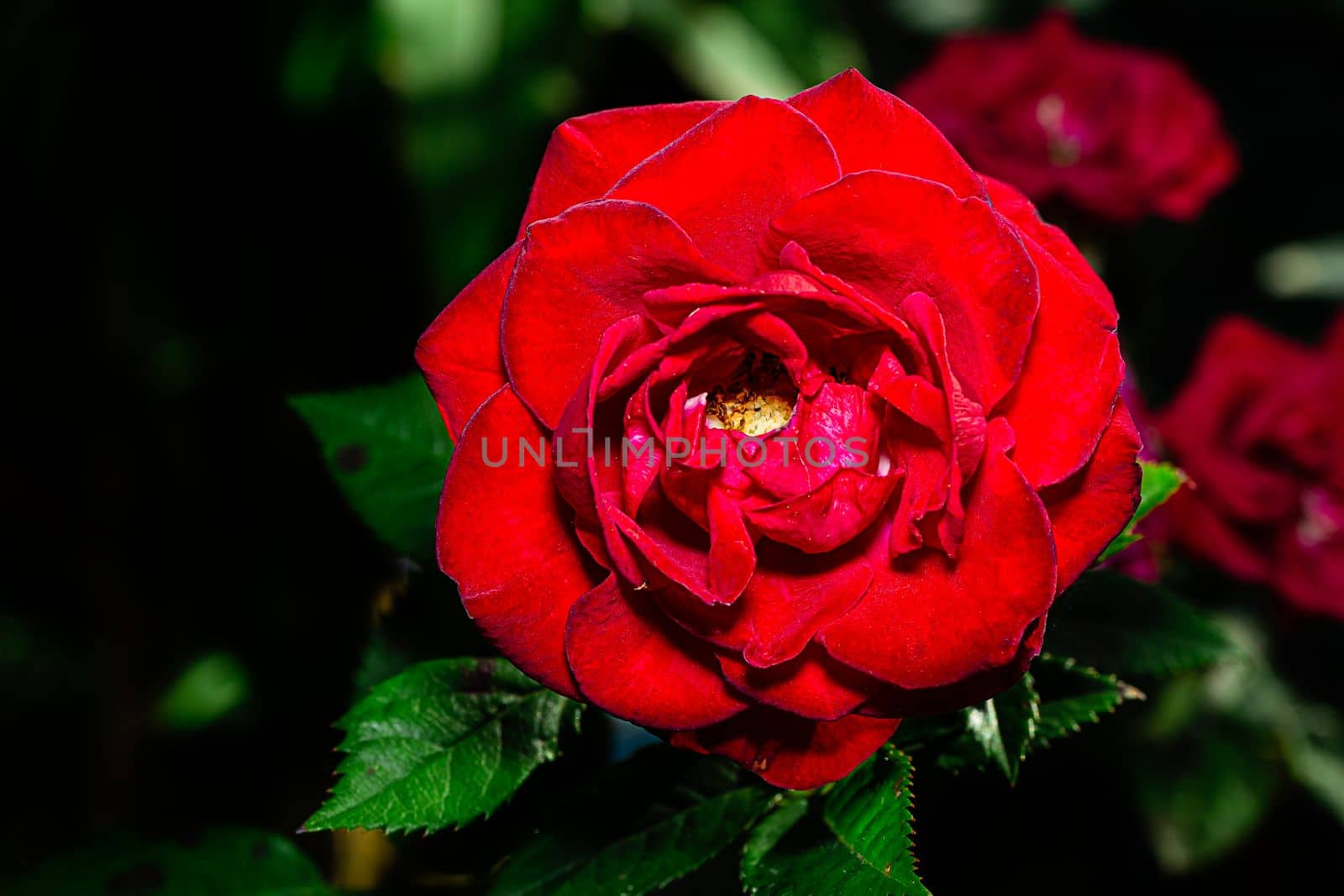 Macro shot of a Bengal rose