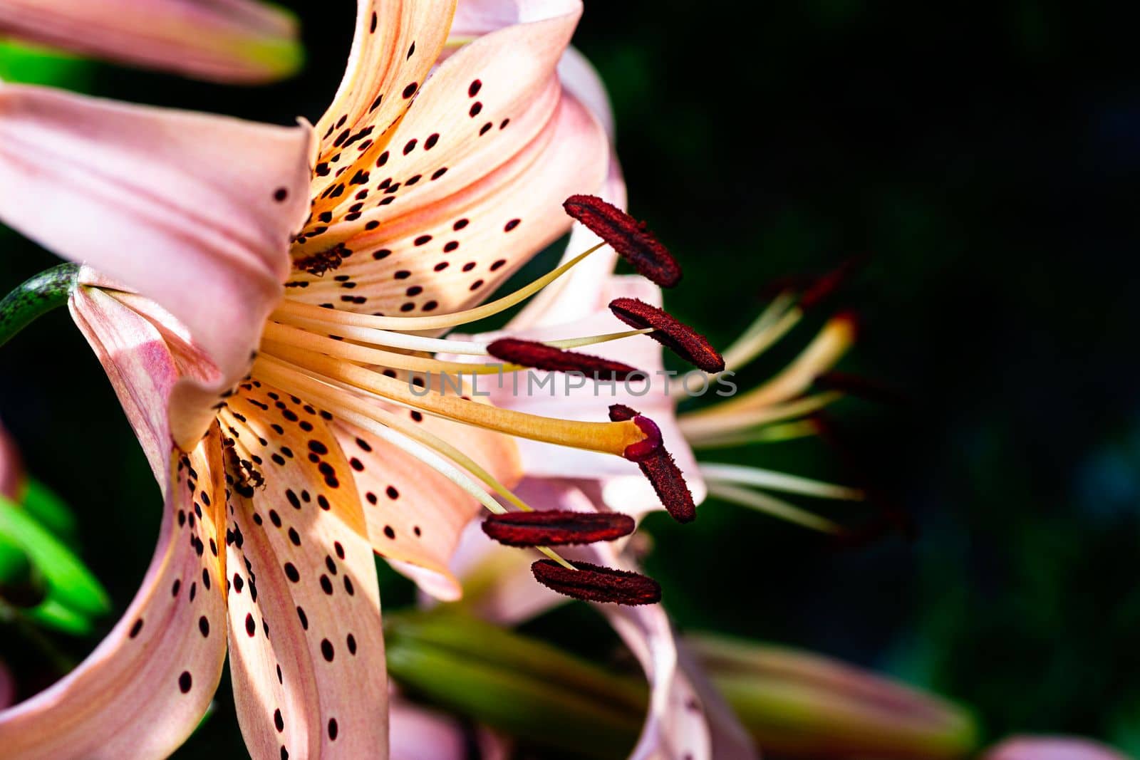 side view macro shot of a Kellogg's lily