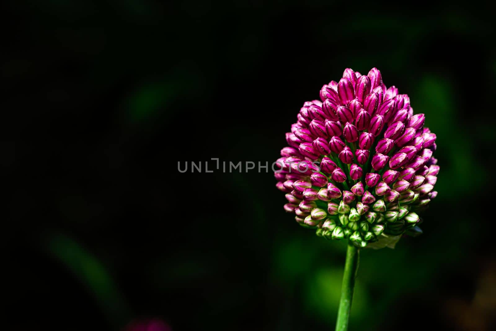 Micro shot of a Round-headed leek