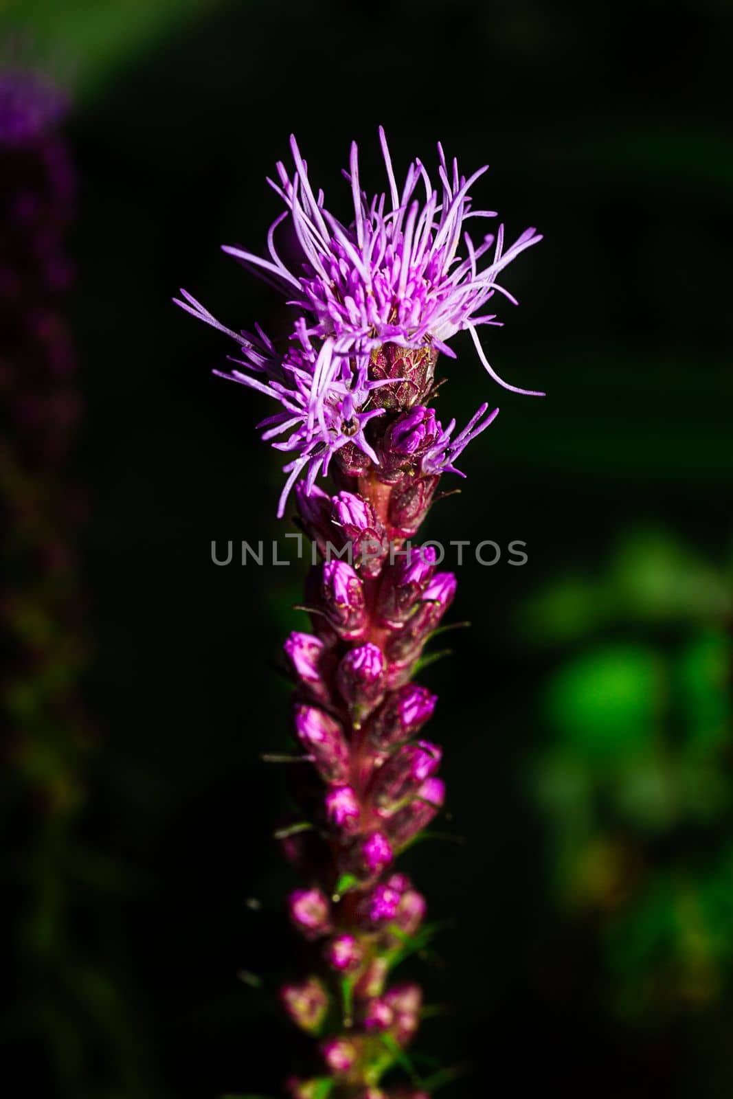 Macro shot of a Gayfeather flower