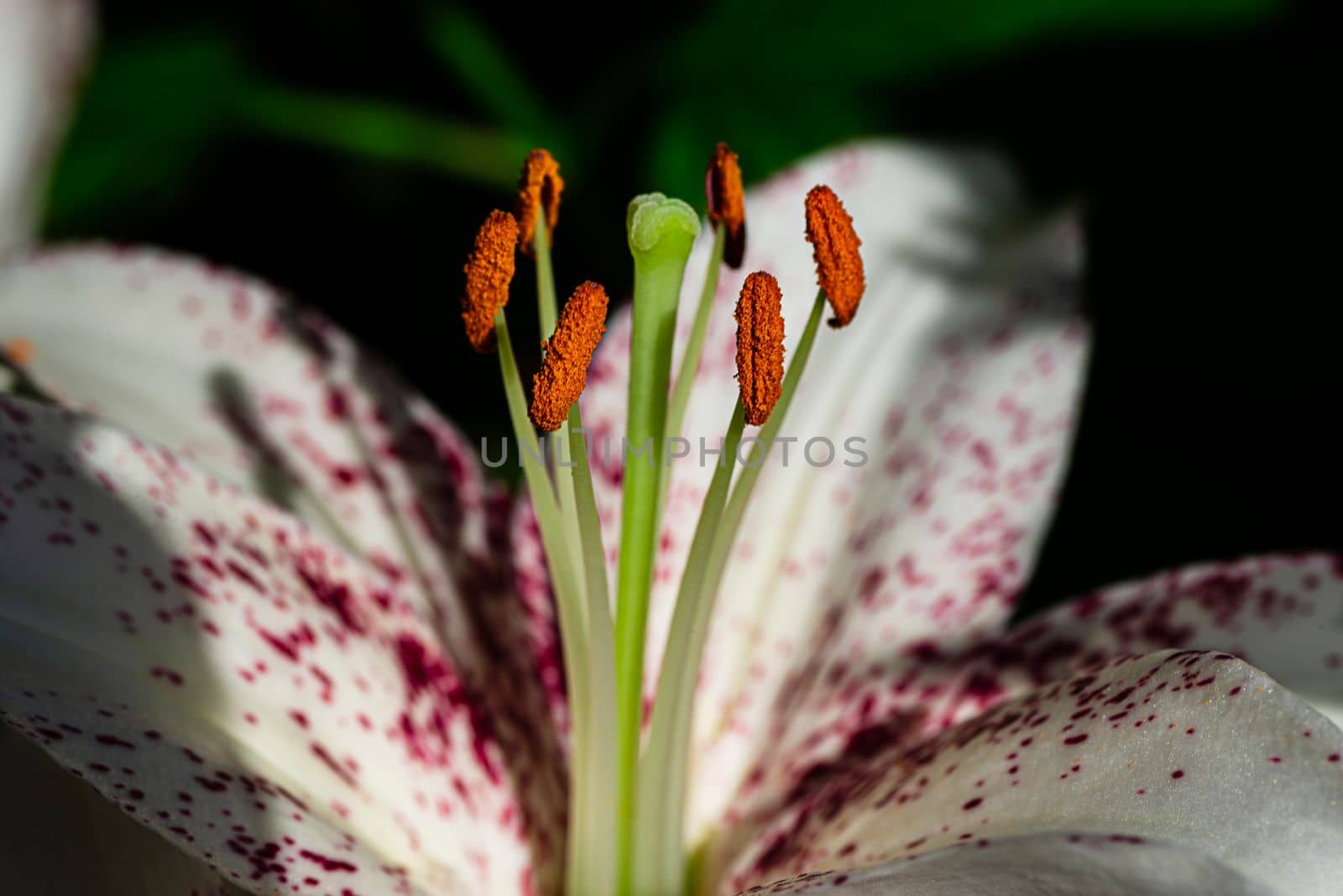Macro shot of a pistil of a mona Lisa Lily in a garden