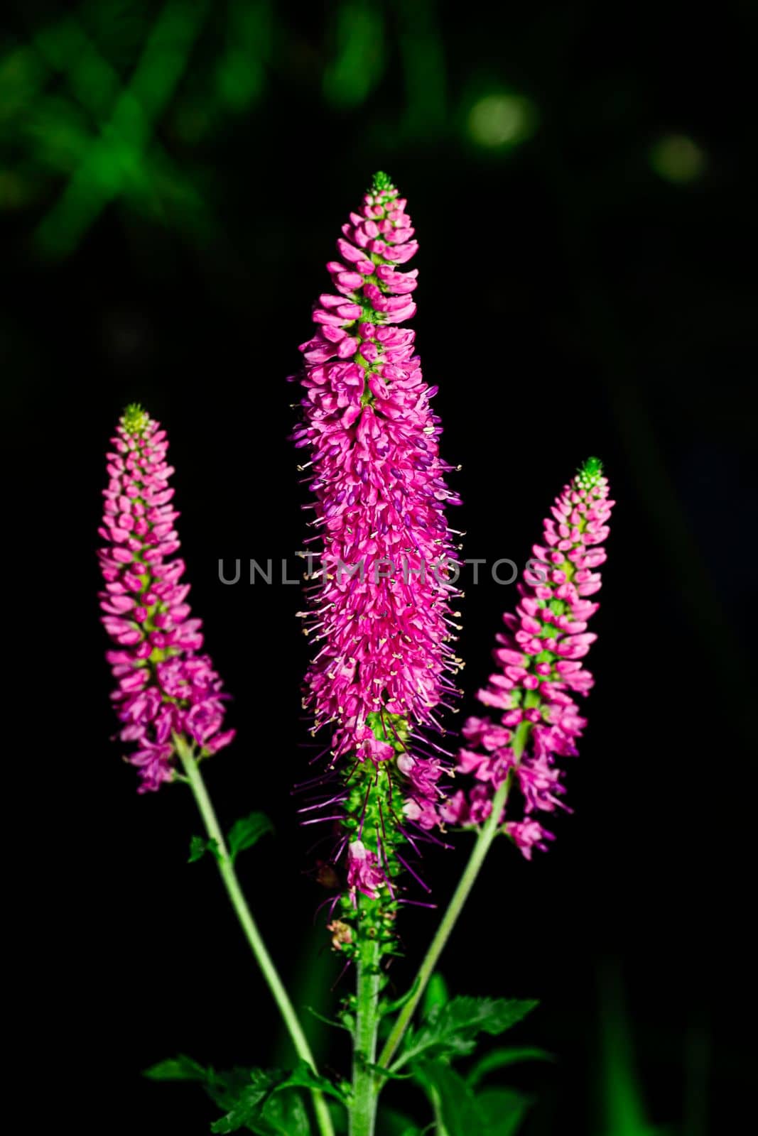 four branch of blooming pink veronica spicata