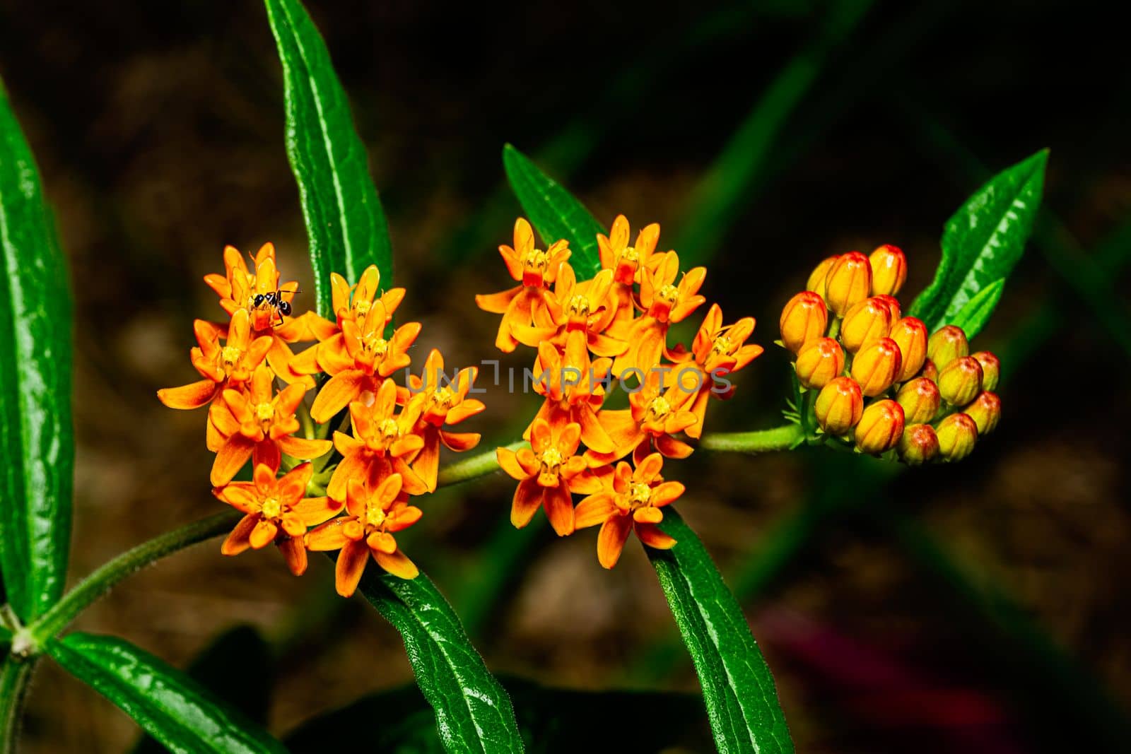 Close-up of blooming orange butterfly weed