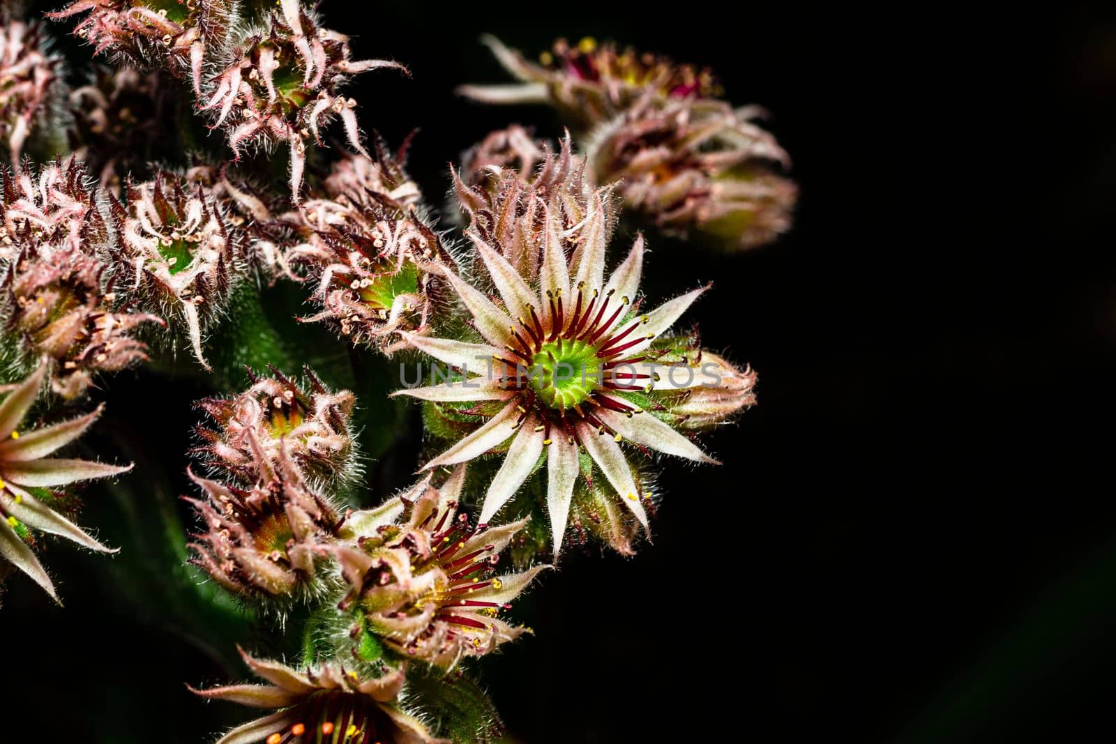 Close-up of blooming flower of the common houseleek