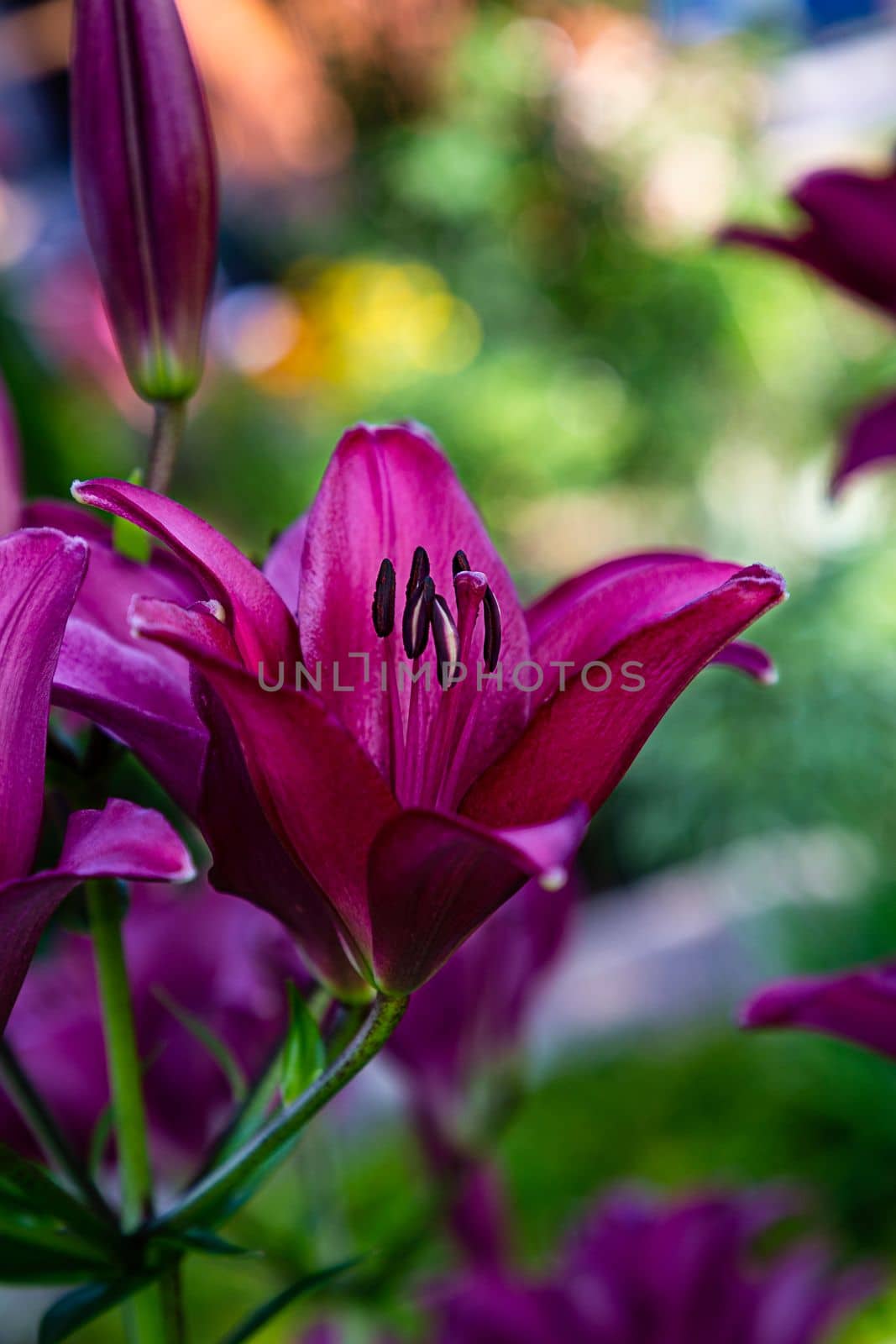 Close up of bouquet of black out lily flower