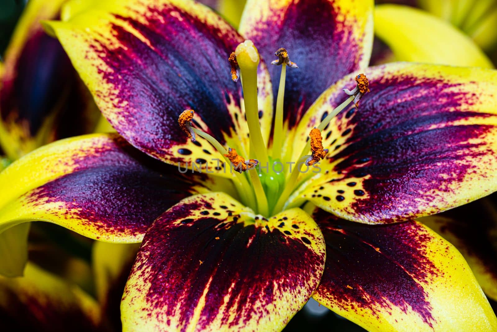 Close up of a bi-colored easy dance lily