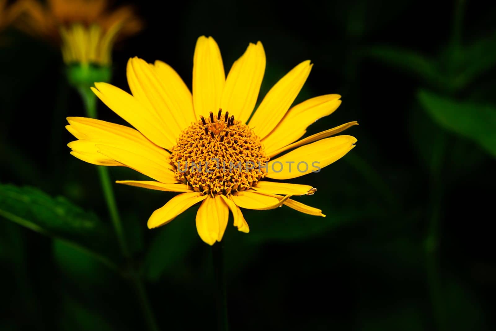 ten-petaled sunflower by mypstudio