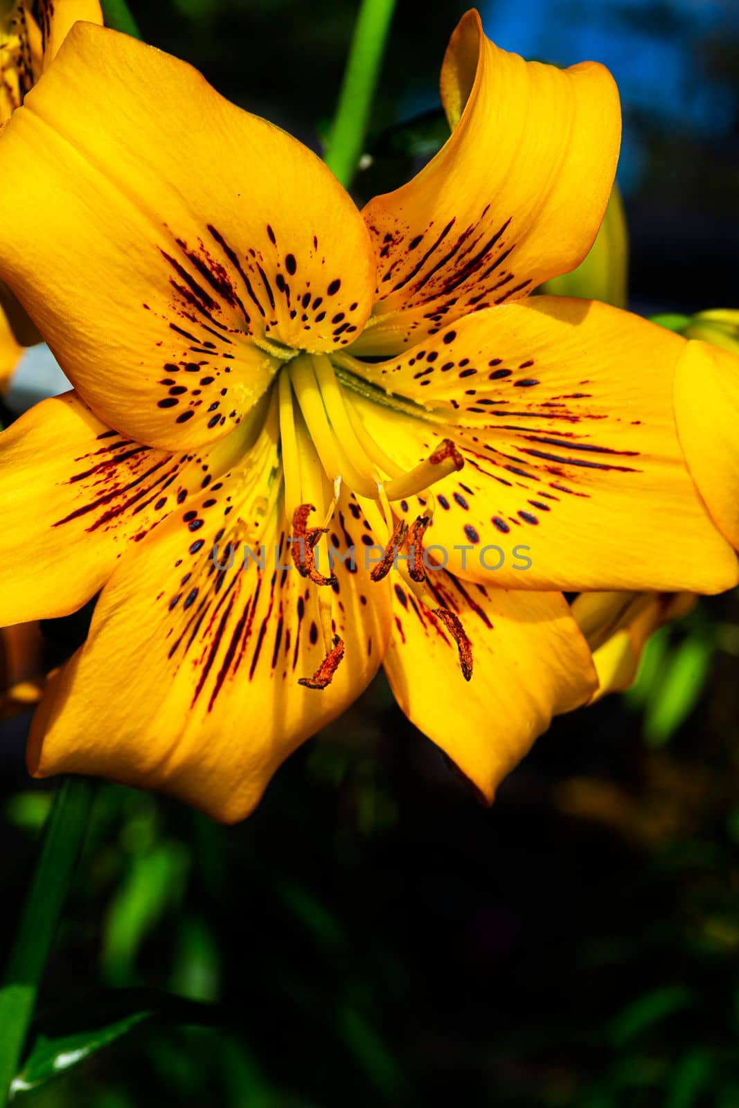 Close up of a yellow tiger lily