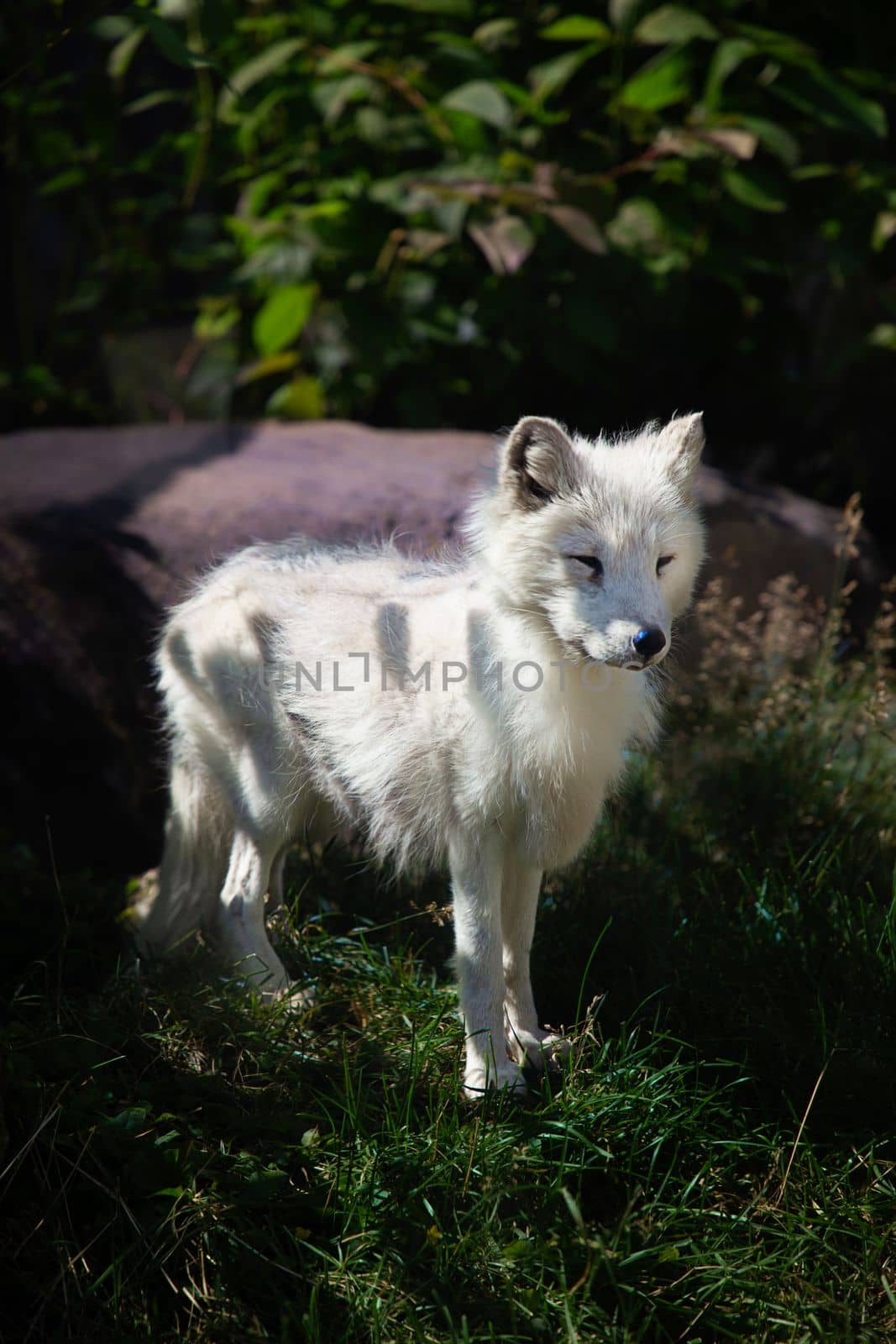 Artic fox, during the summer, standing at attention