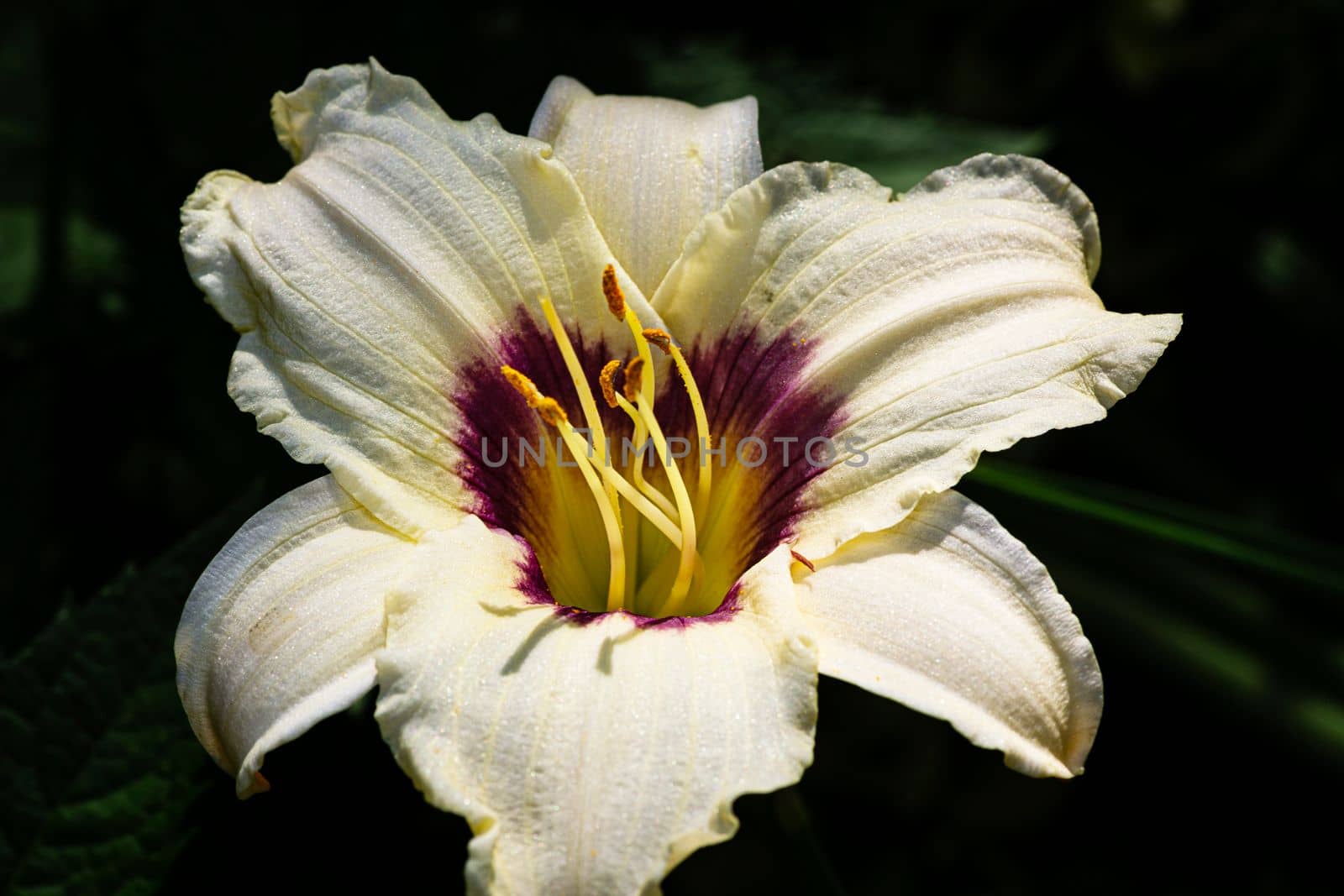 Close up of a white lily with a purple and yellow center
