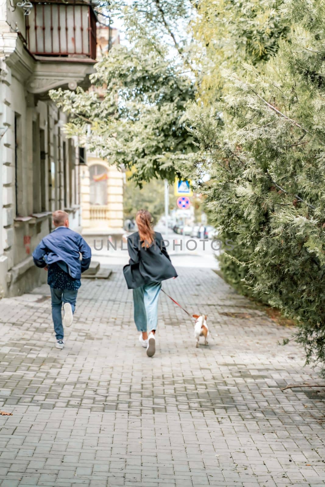 A girl and a boy are walking with a Jack Russell Terrier, walking down the street.