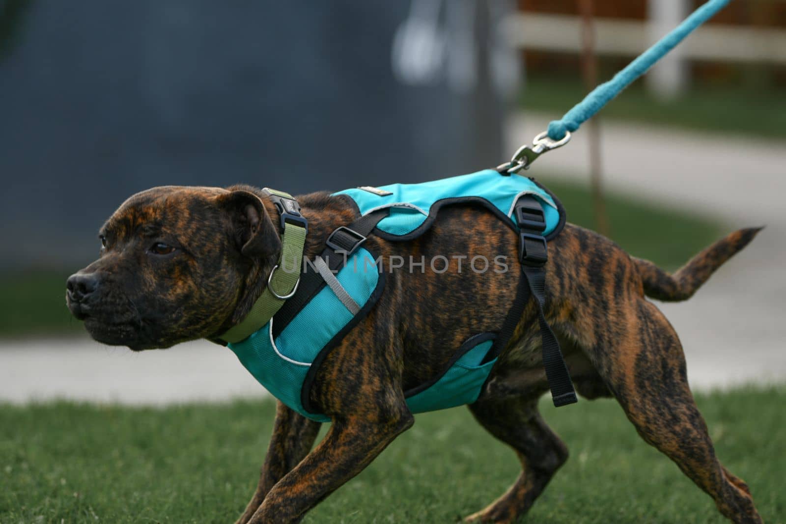Staffordshire terrier walks in the park on a leash