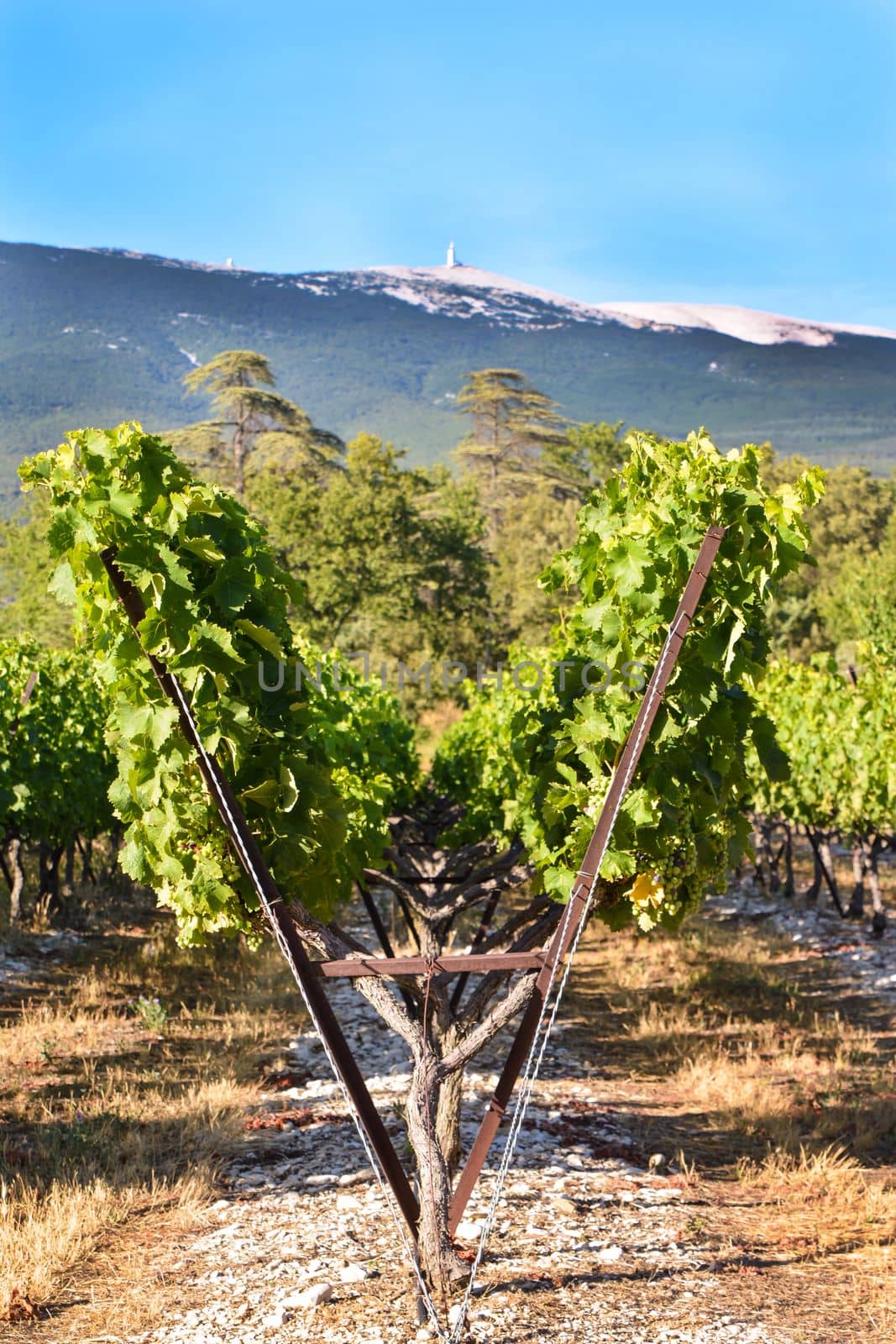 Vineyard. Field of grape trees farm. Nature landscape of Provence France