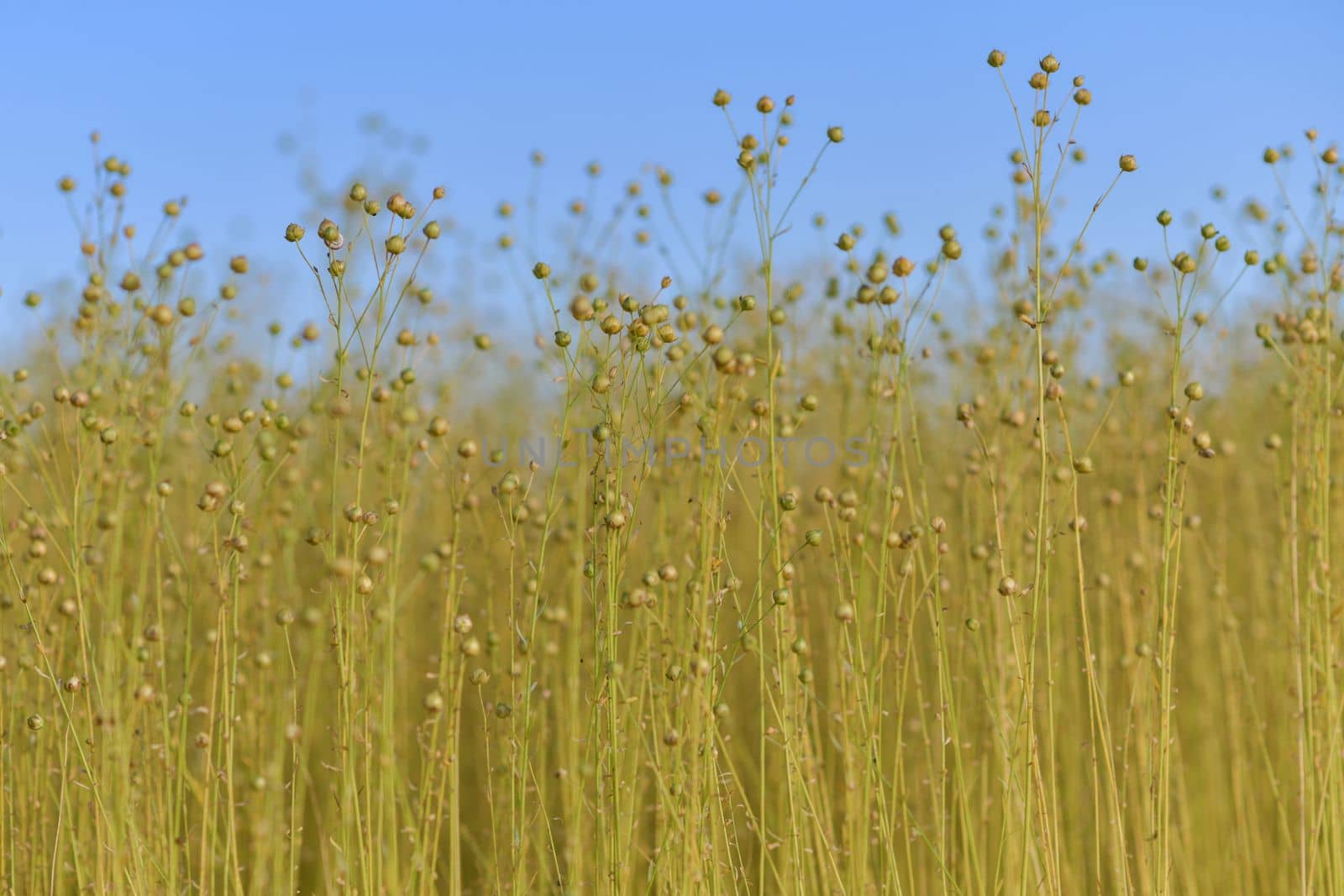 Dry flax on a field in Normandy France