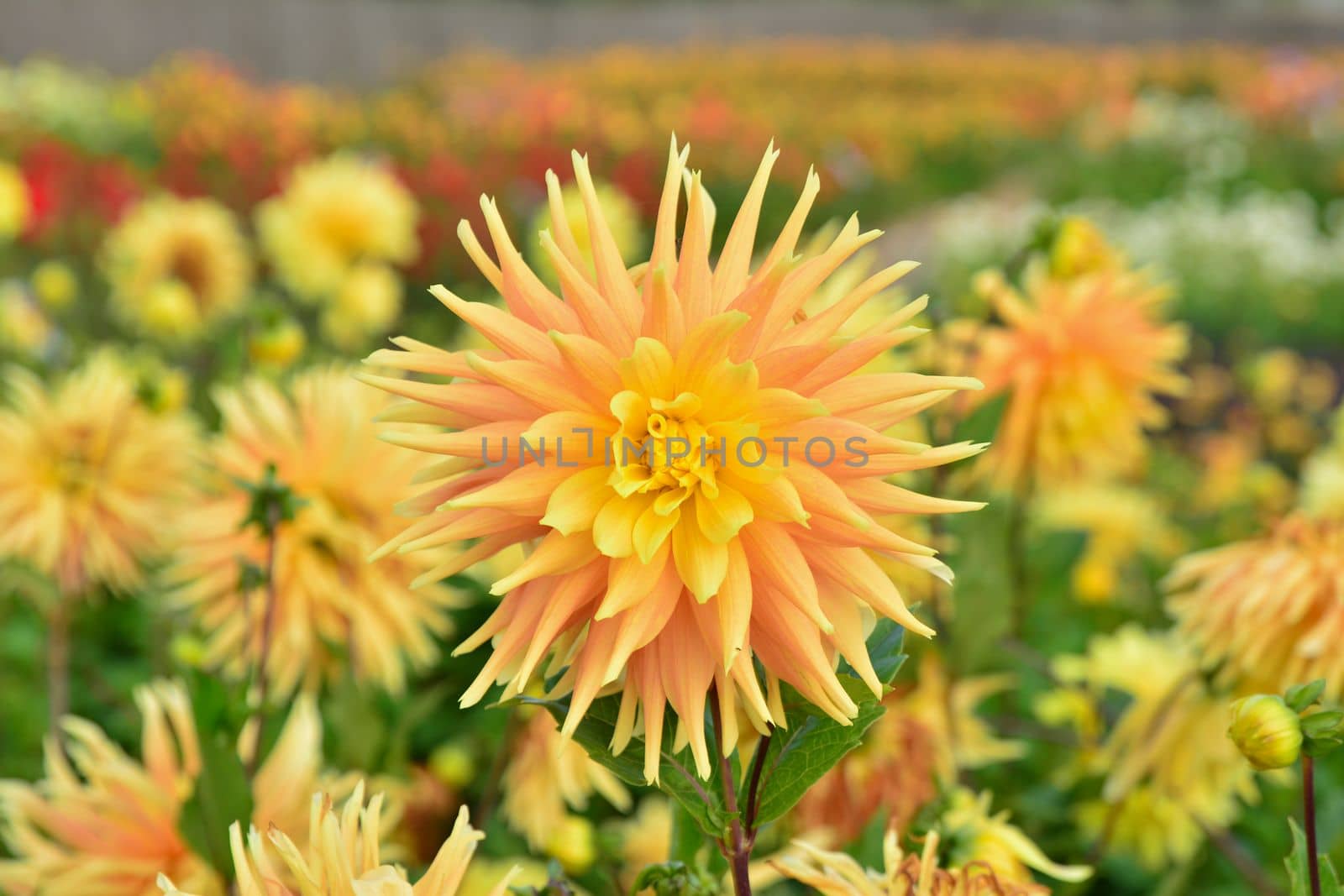 Field of dahlia yellow and orange flowers Closeup
