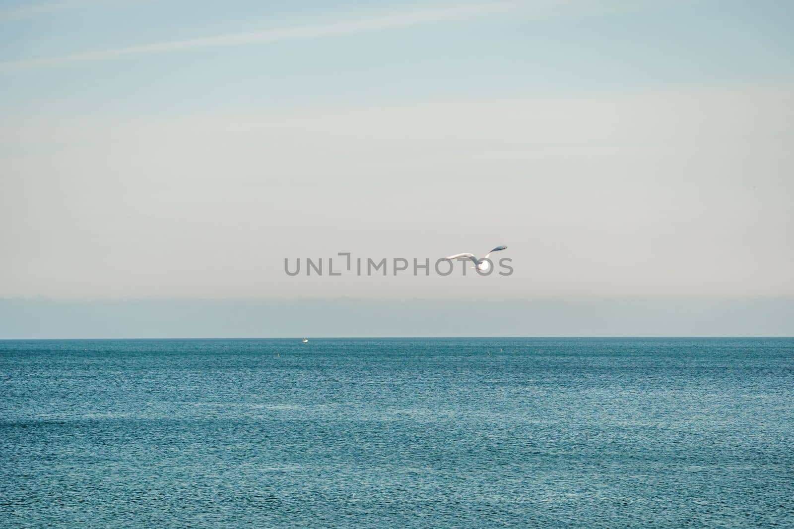 Seagulls flying in sunset sky. A flock of the seagull birds flies under a dark sky after sunset, over the sea along the rocky coast. Freedom concept