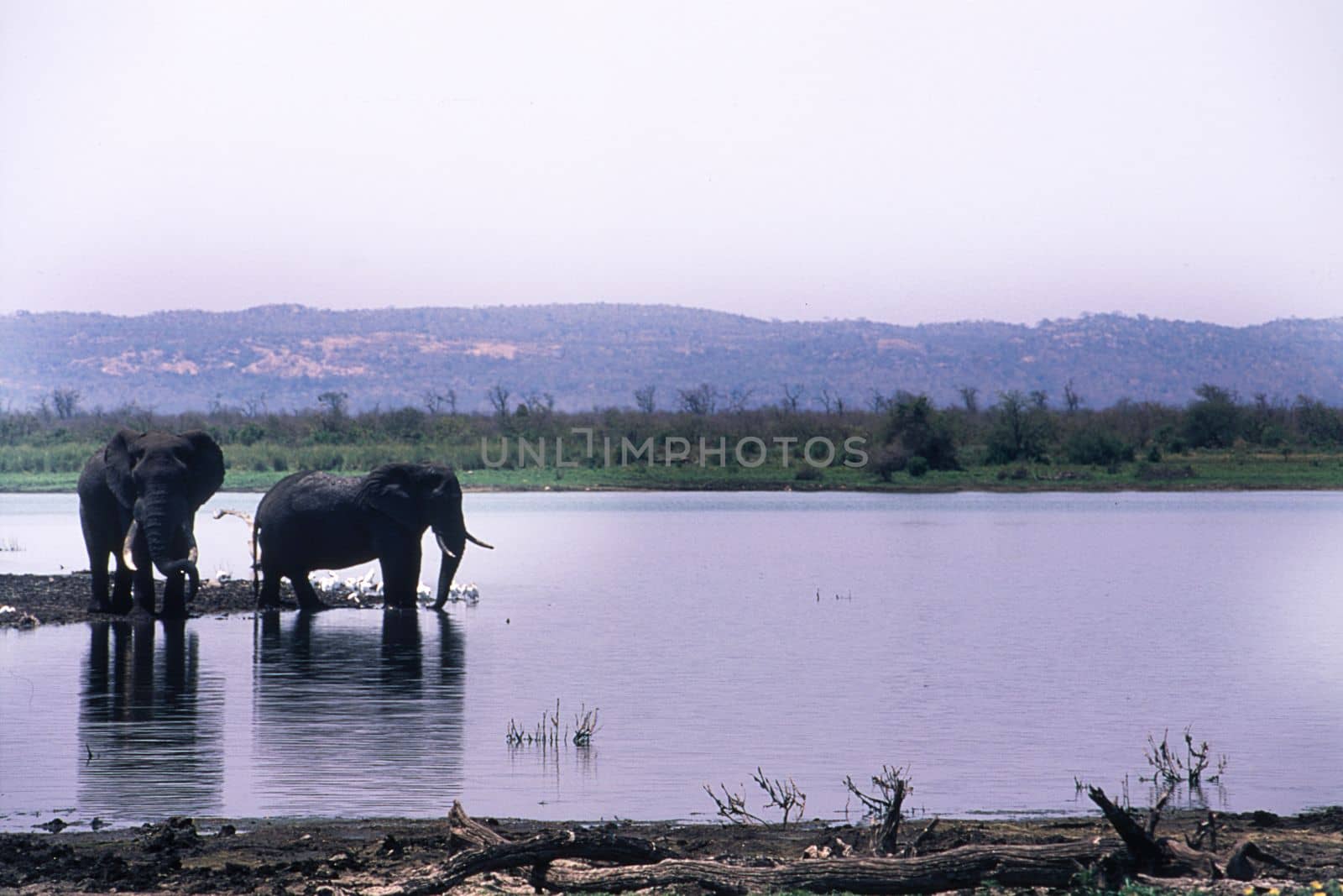 Elephant (Loxodonta africana), Kruger National Park, Mpumalanga, South Africa