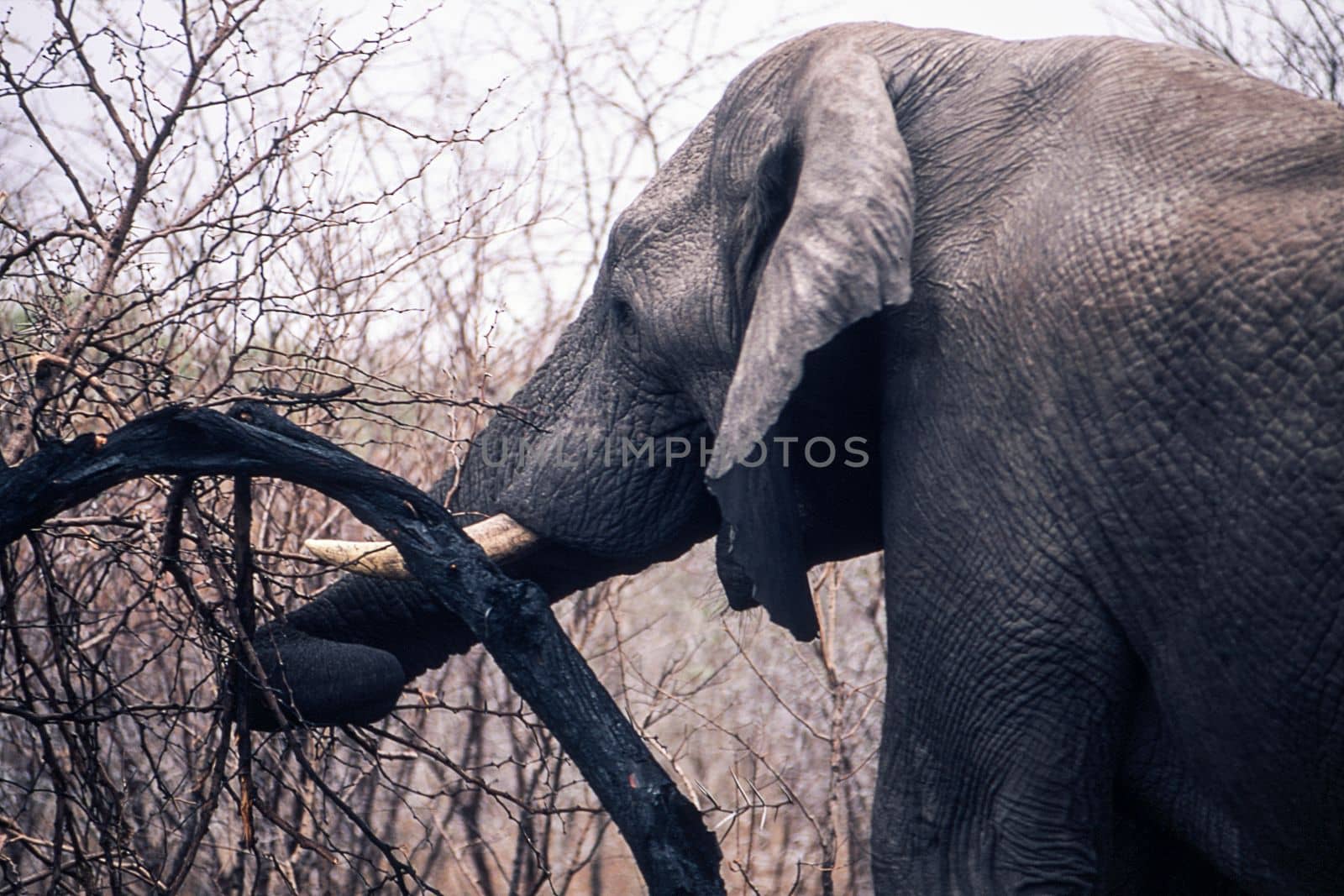 Elephant (Loxodonta africana), Kruger National Park, Mpumalanga, South Africa