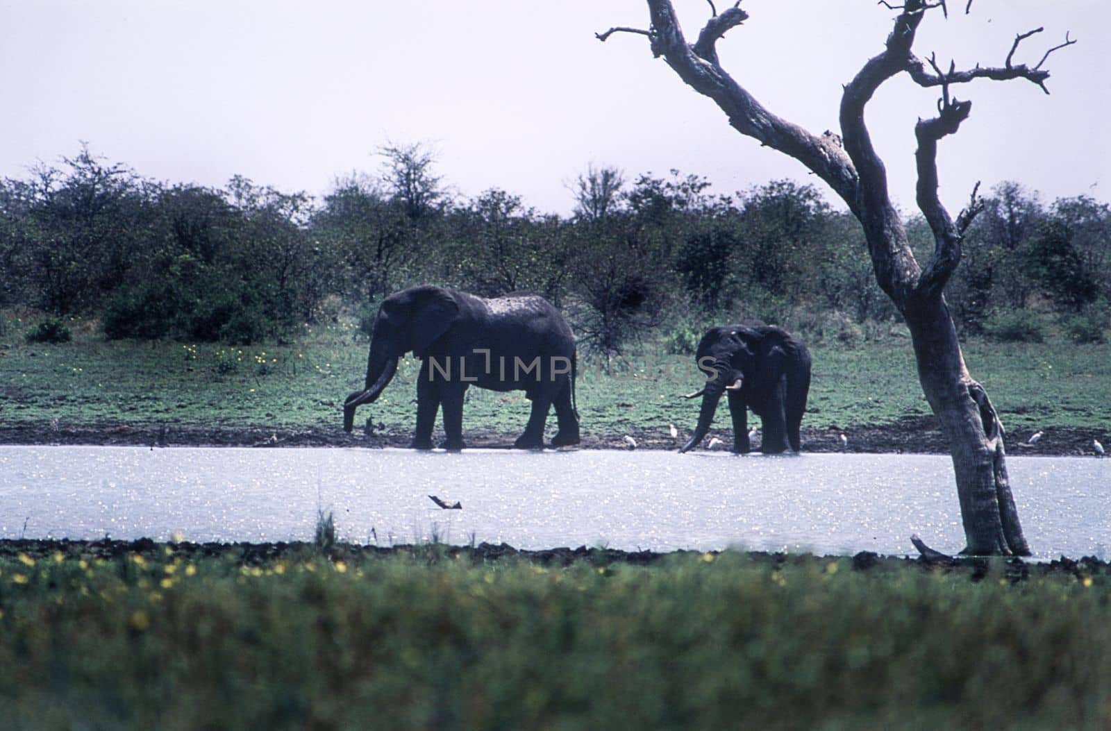 Elephant (Loxodonta africana), Kruger National Park, Mpumalanga, South Africa