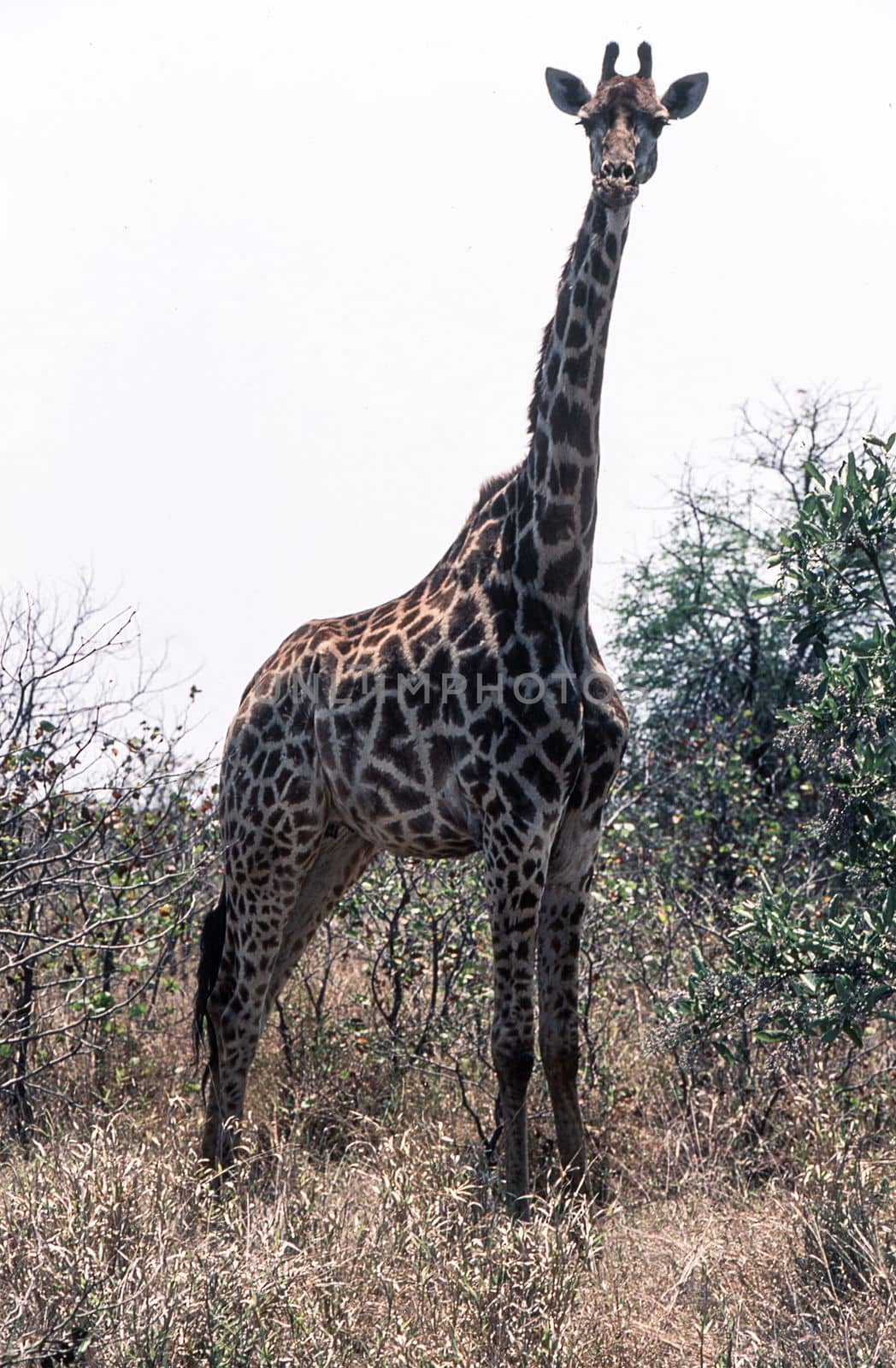 Giraffe (Giraffa camelopardalis), Kruger National Park, Mpumalanga, South Africa