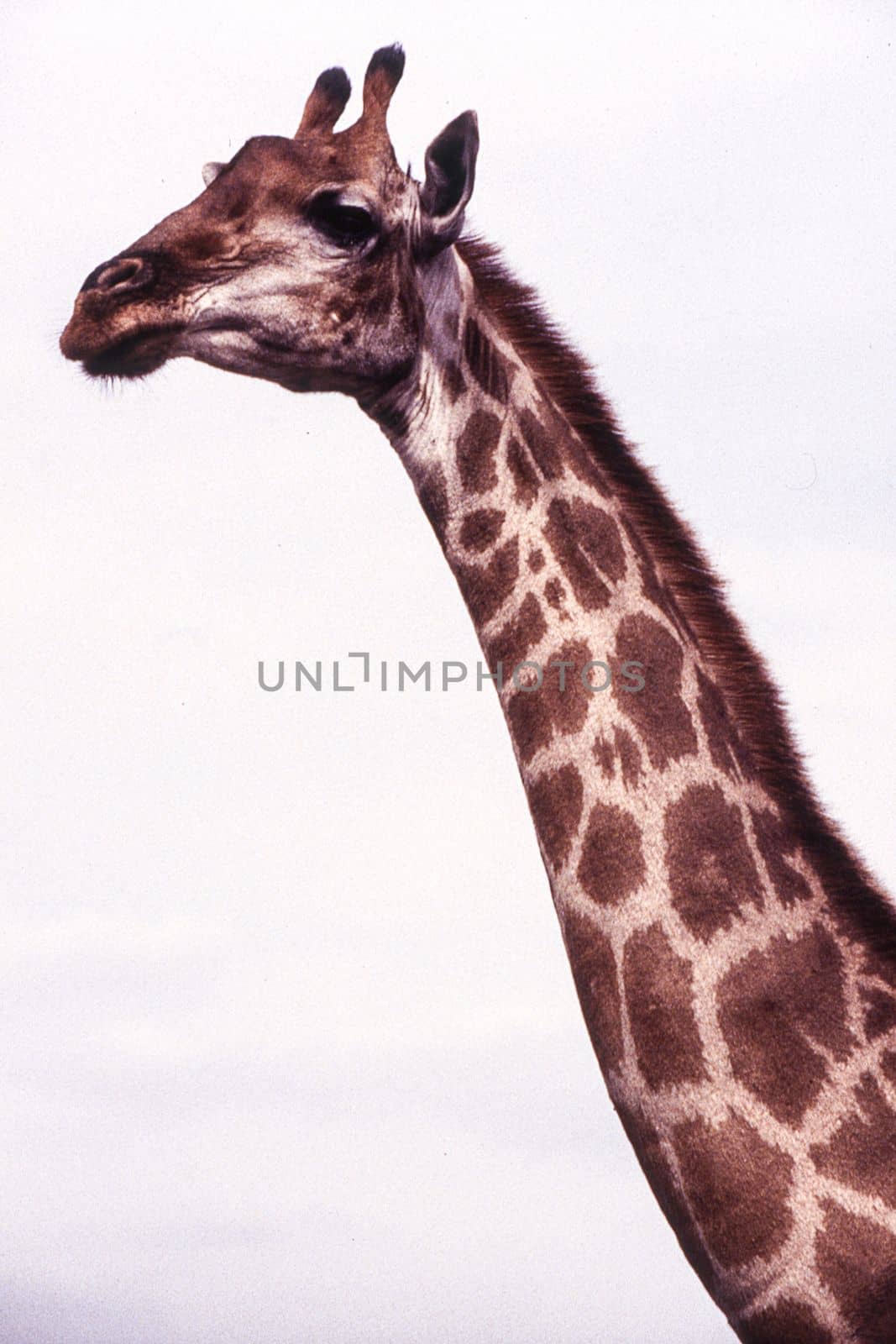 Giraffe (Giraffa camelopardalis), Kruger National Park, Mpumalanga, South Africa