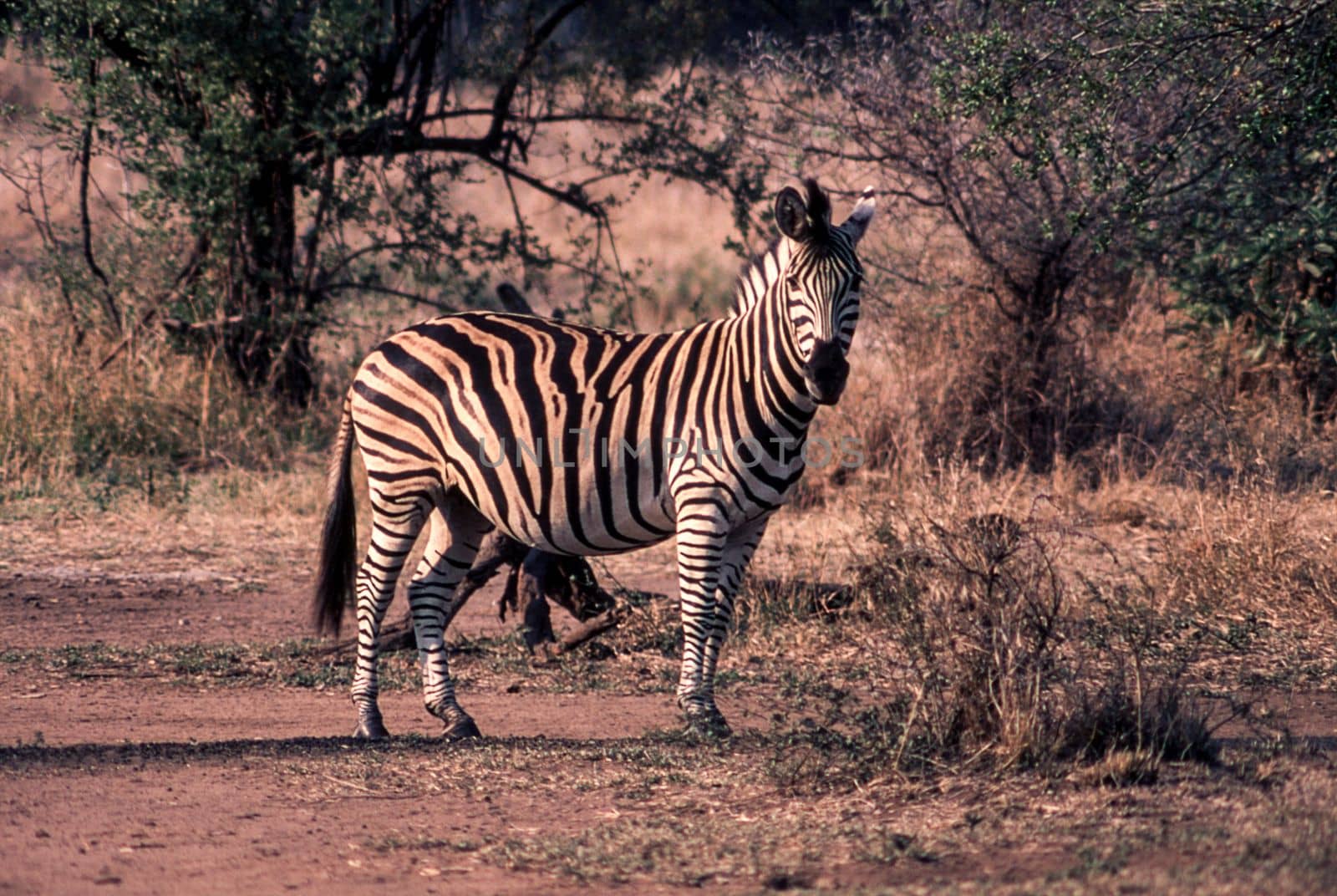 Plains Zebra (Equus burchellii), Kruger National Park, Mpumalanga, South Africa