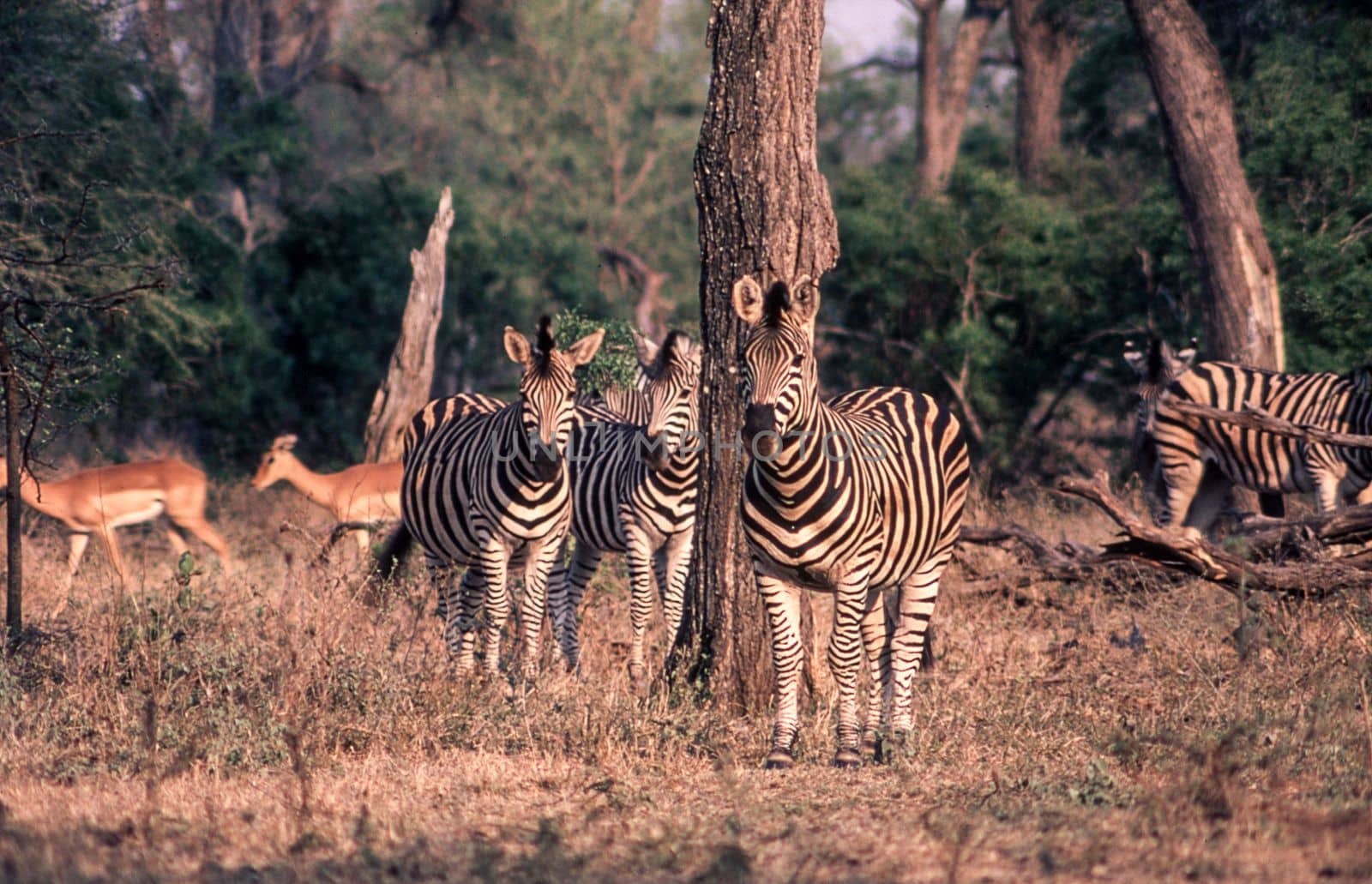 Plains Zebra (Equus burchellii), Kruger National Park, Mpumalanga, South Africa