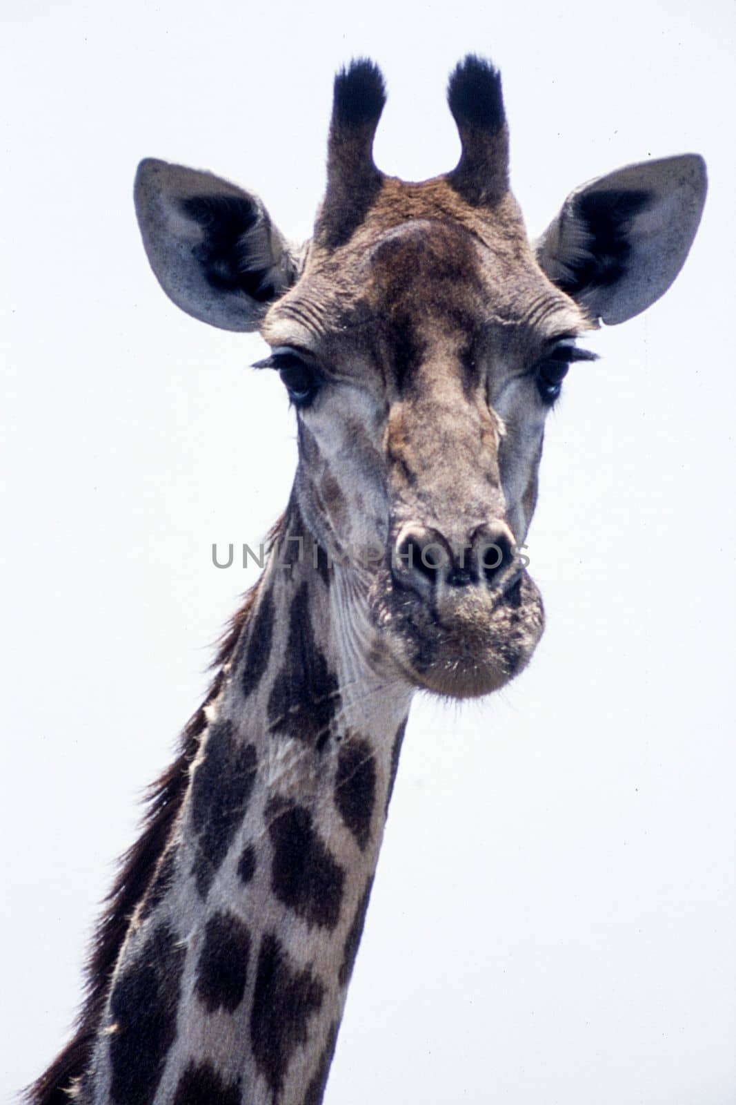 Giraffe (Giraffa camelopardalis), Kruger National Park, Mpumalanga, South Africa