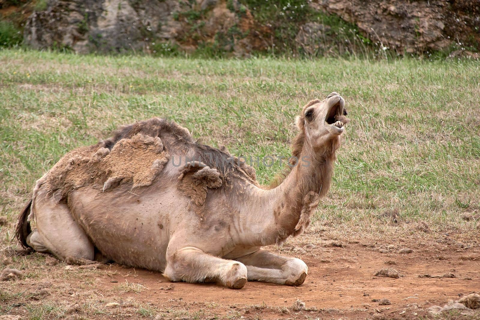 A dromedary lying on the ground and the grass by raul_ruiz