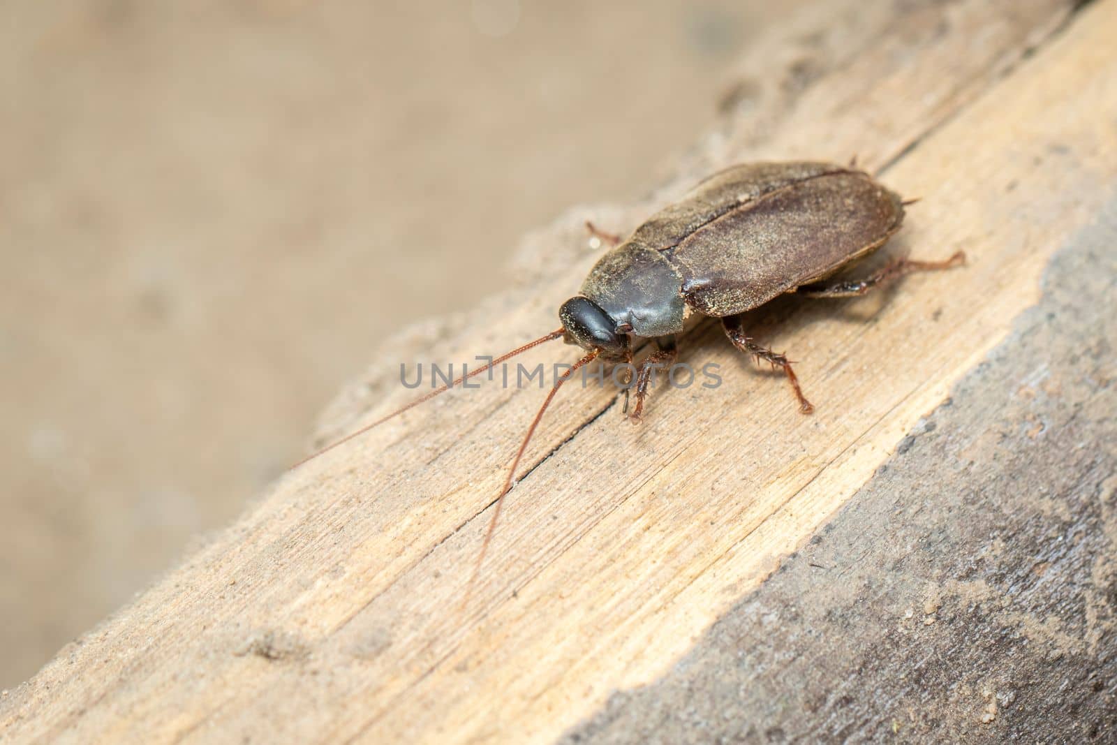 Image of Diploptera punctata or the Pacific beetle cockroach. Insect. Animal. by yod67