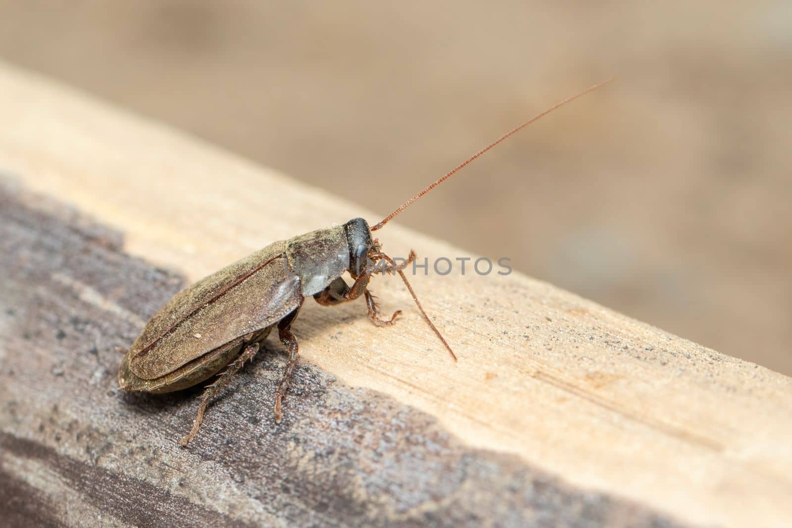 Image of Diploptera punctata or the Pacific beetle cockroach. Insect. Animal.