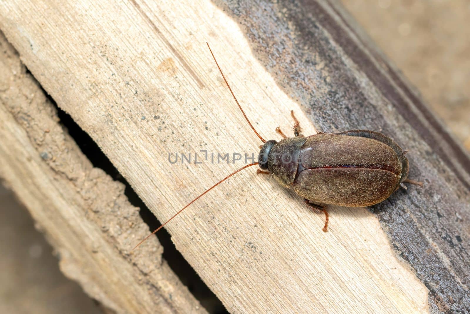 Image of Diploptera punctata or the Pacific beetle cockroach. Insect. Animal. by yod67