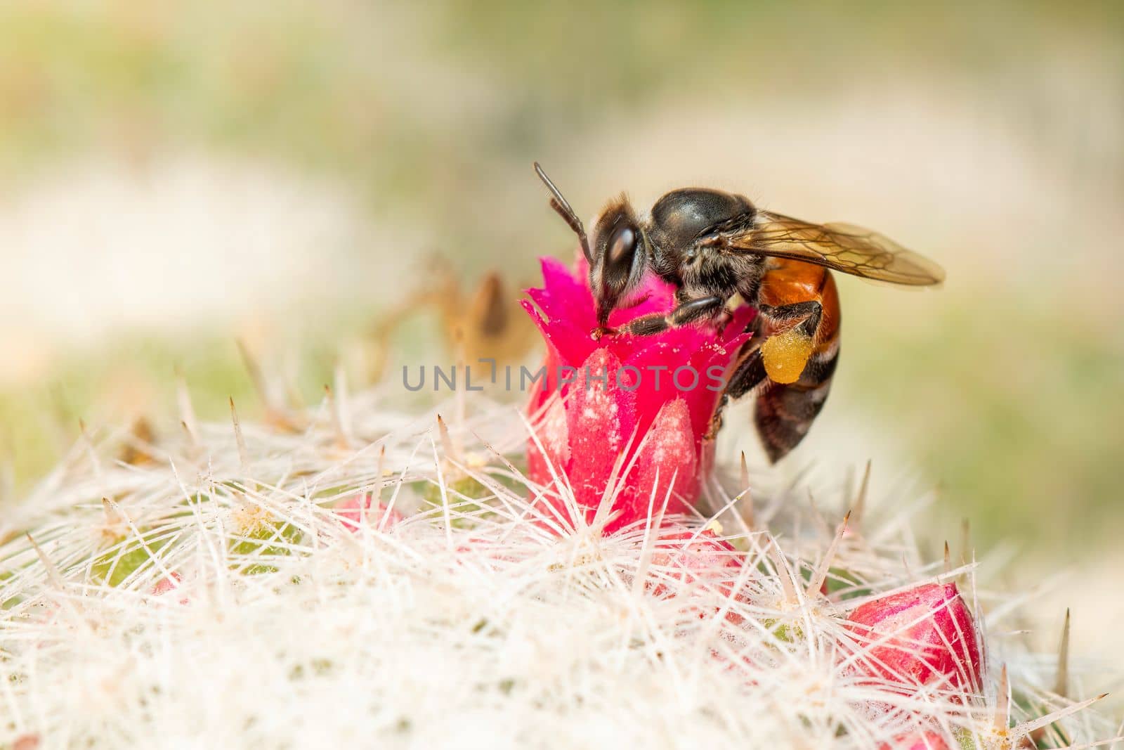 Image of little bee or dwarf bee(apis florea) on pink flower collects nectar. Insect. Animal. by yod67