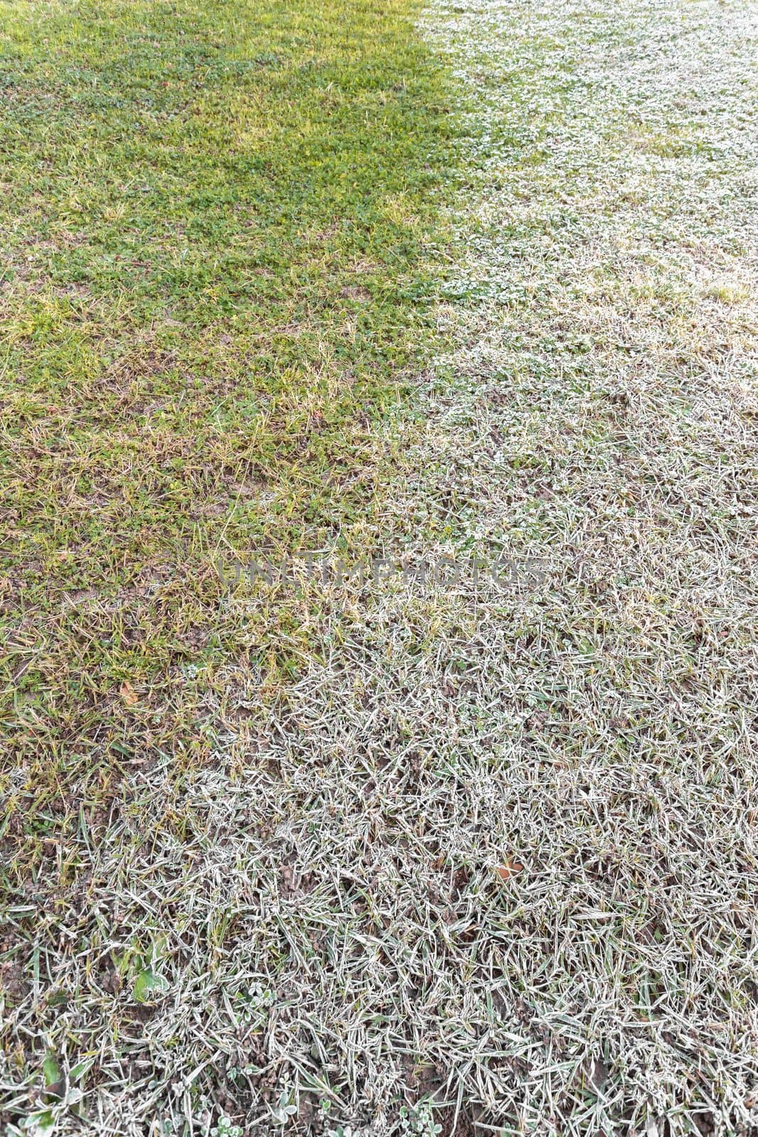 Frozen hoarfrost grass by germanopoli