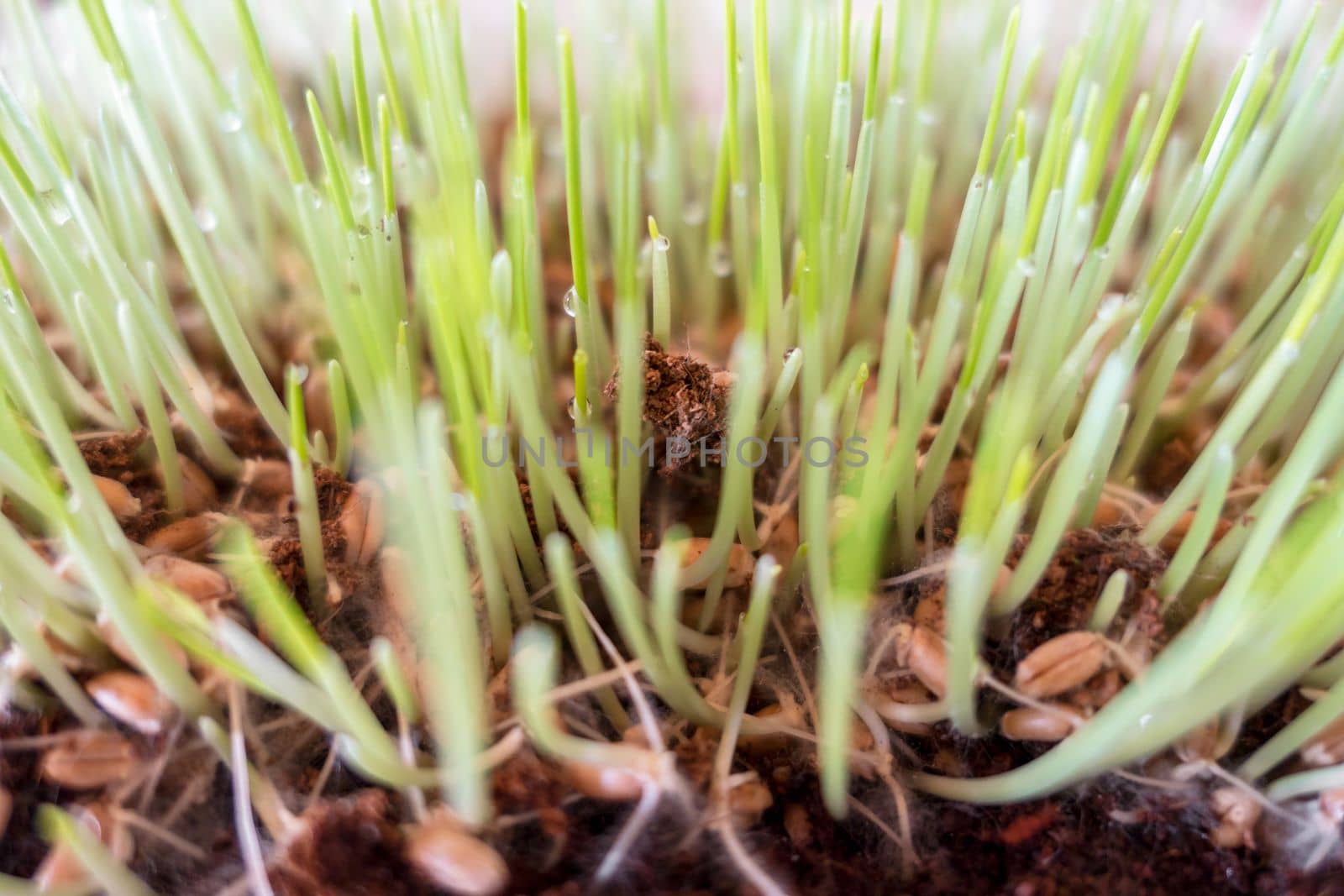 Cat grass (Cyperus zumula), closeup. Healthy food for cats.