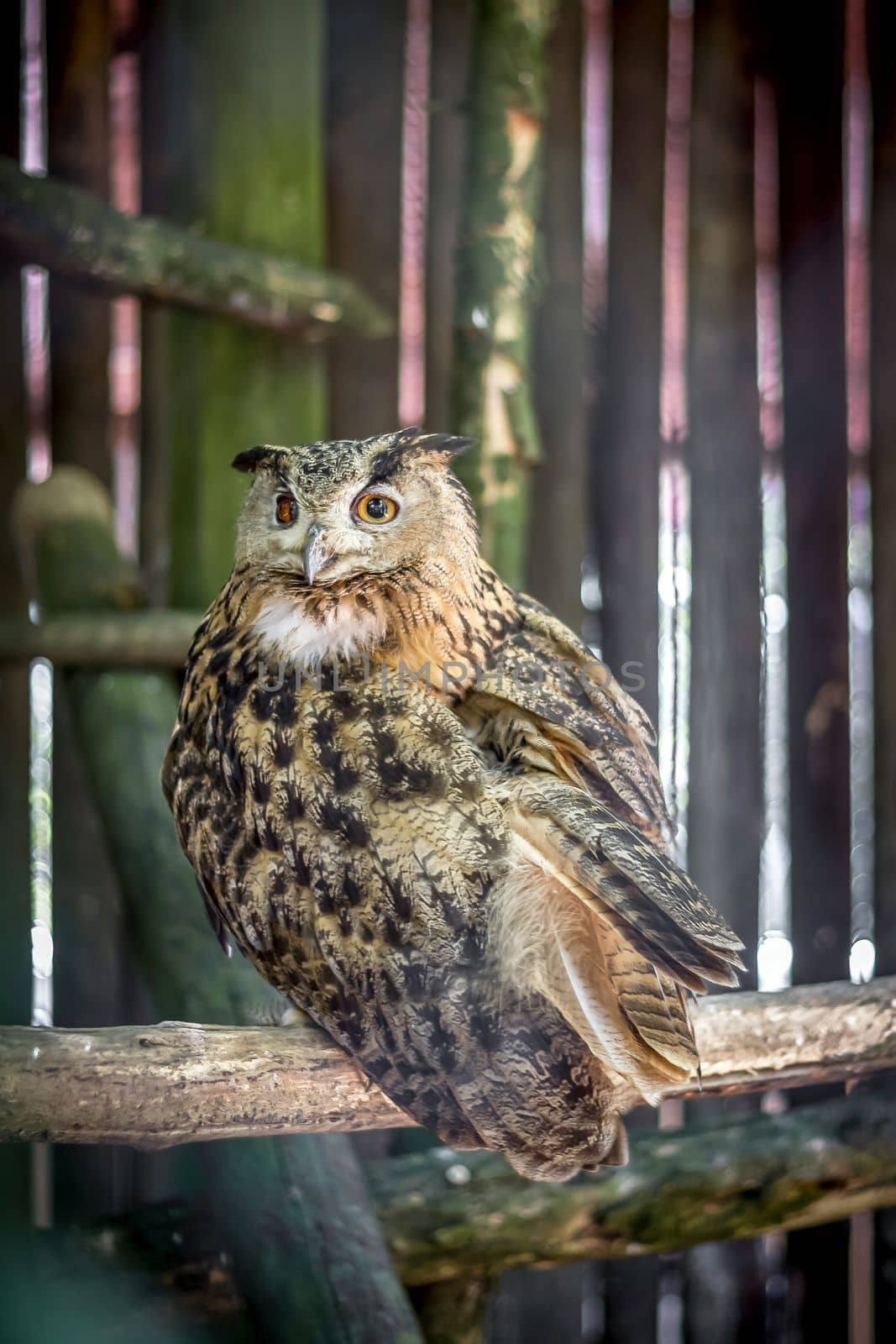 Owl by germanopoli