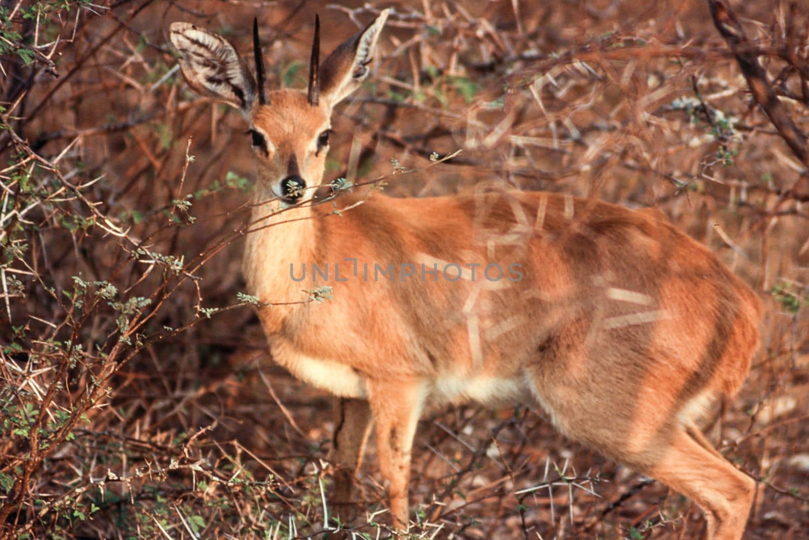 Steenbok (Raphicerus campestris), Kruger National Park, Mpumalanga, South Africa
