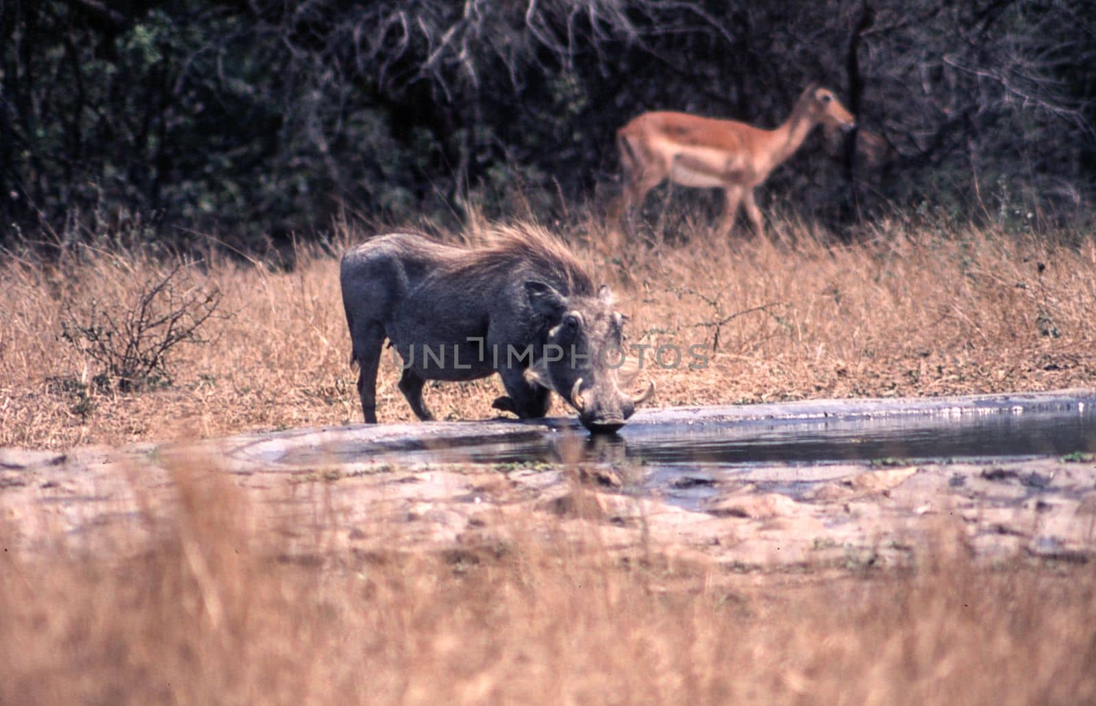 Warthog (Phacochoerus aethiopicus), Kruger National Park, Mpumalanga, South Africa
