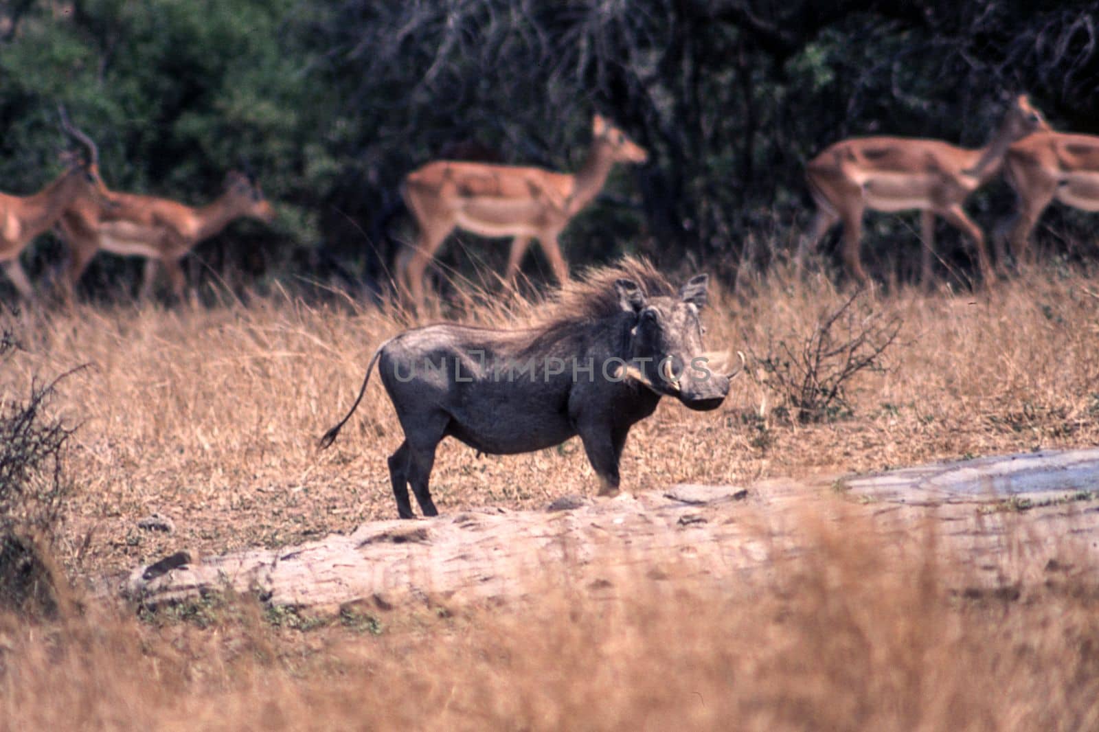 Warthog (Phacochoerus aethiopicus), Kruger National Park, Mpumalanga, South Africa