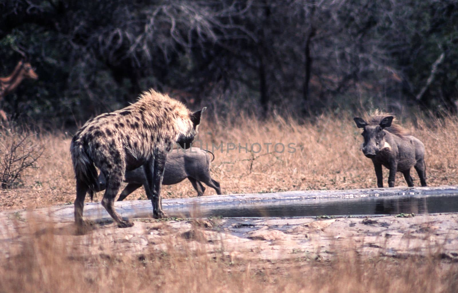 Warthog (Phacochoerus aethiopicus), Kruger National Park, Mpumalanga, South Africa
