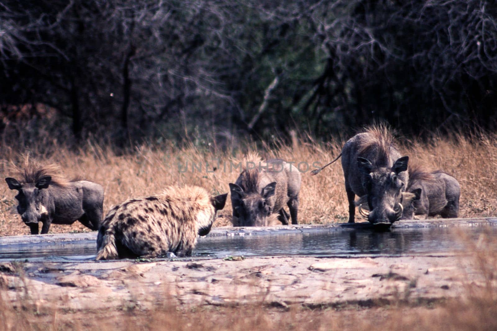 Warthog (Phacochoerus aethiopicus), Kruger National Park, Mpumalanga, South Africa