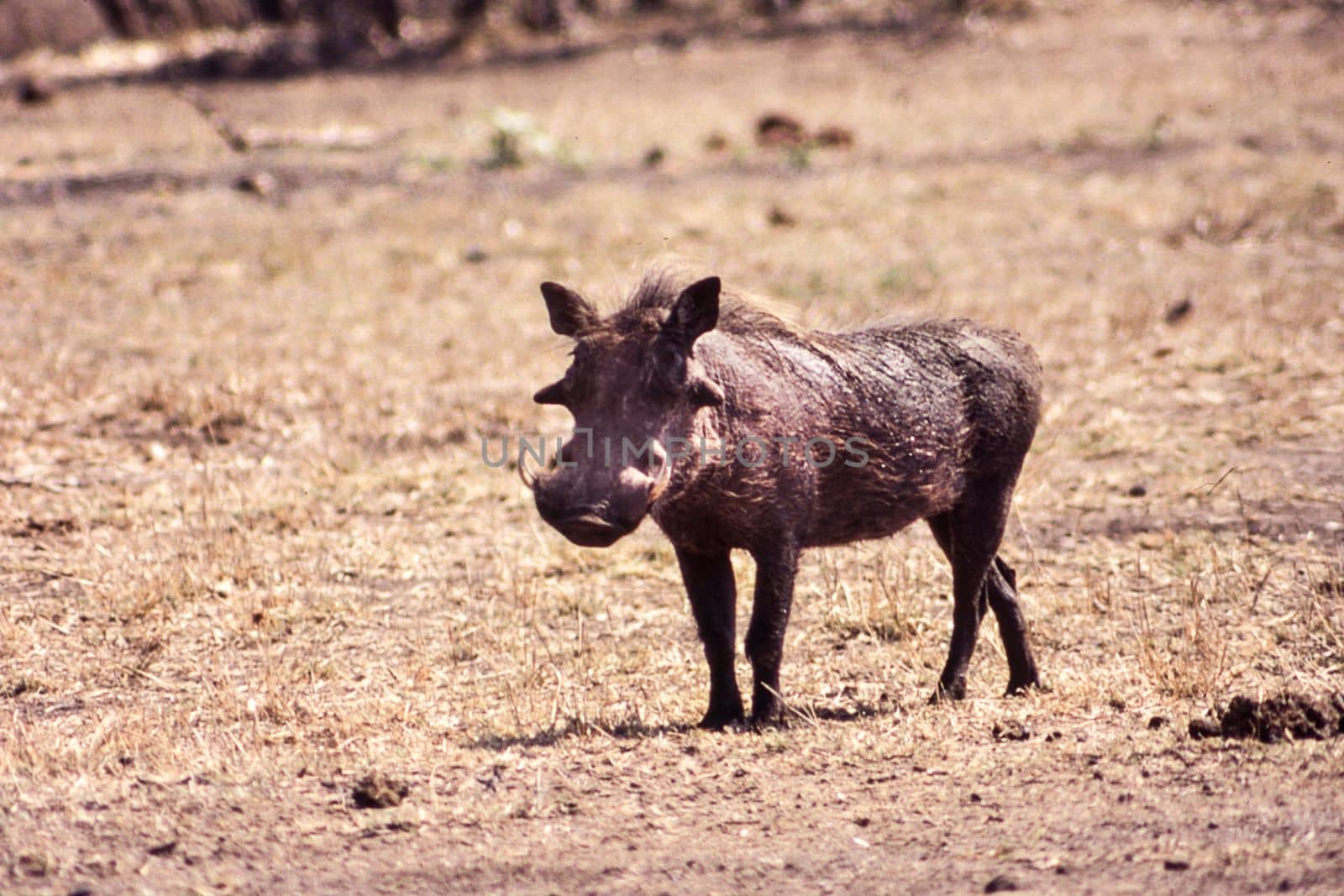 Warthog (Phacochoerus aethiopicus), Kruger National Park, Mpumalanga, South Africa