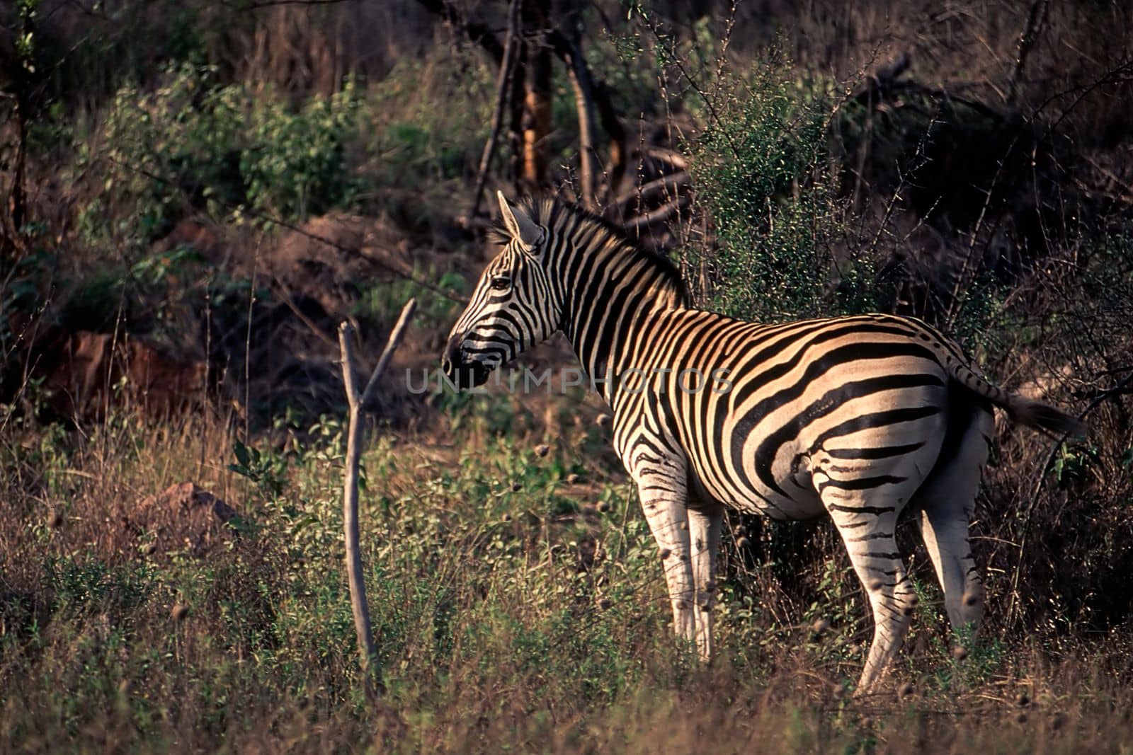 Plains Zebra (Equus burchellii), Kruger National Park, Mpumalanga, South Africa