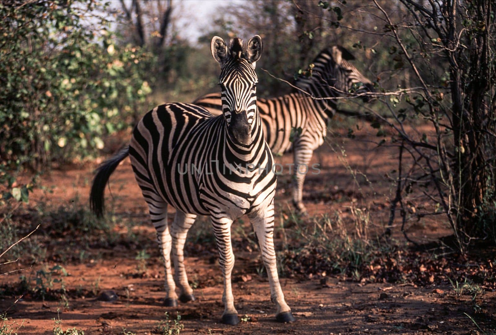 Plains Zebra (Equus burchellii), Kruger National Park, Mpumalanga, South Africa