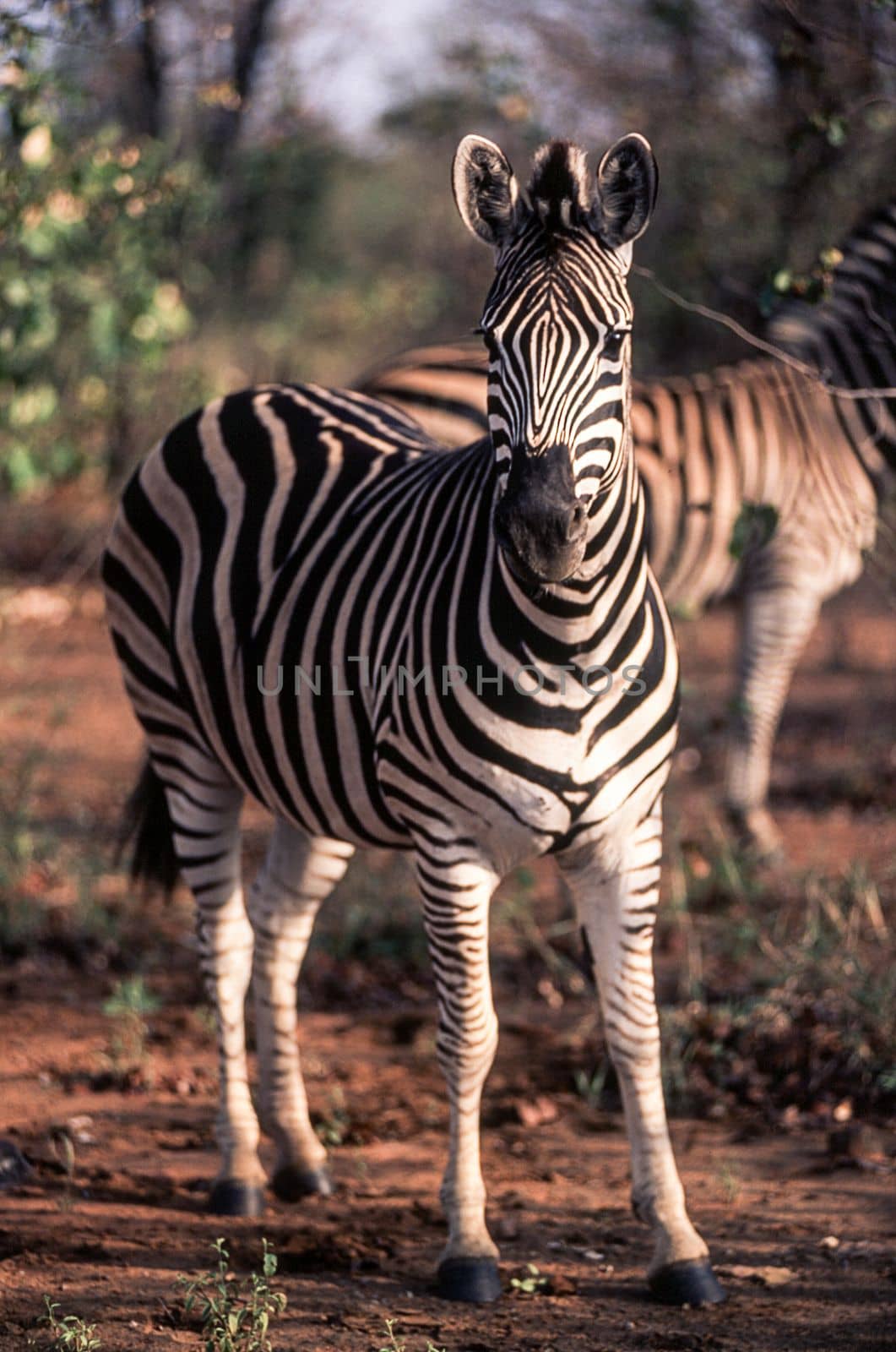 Plains Zebra (Equus burchellii), Kruger National Park, Mpumalanga, South Africa