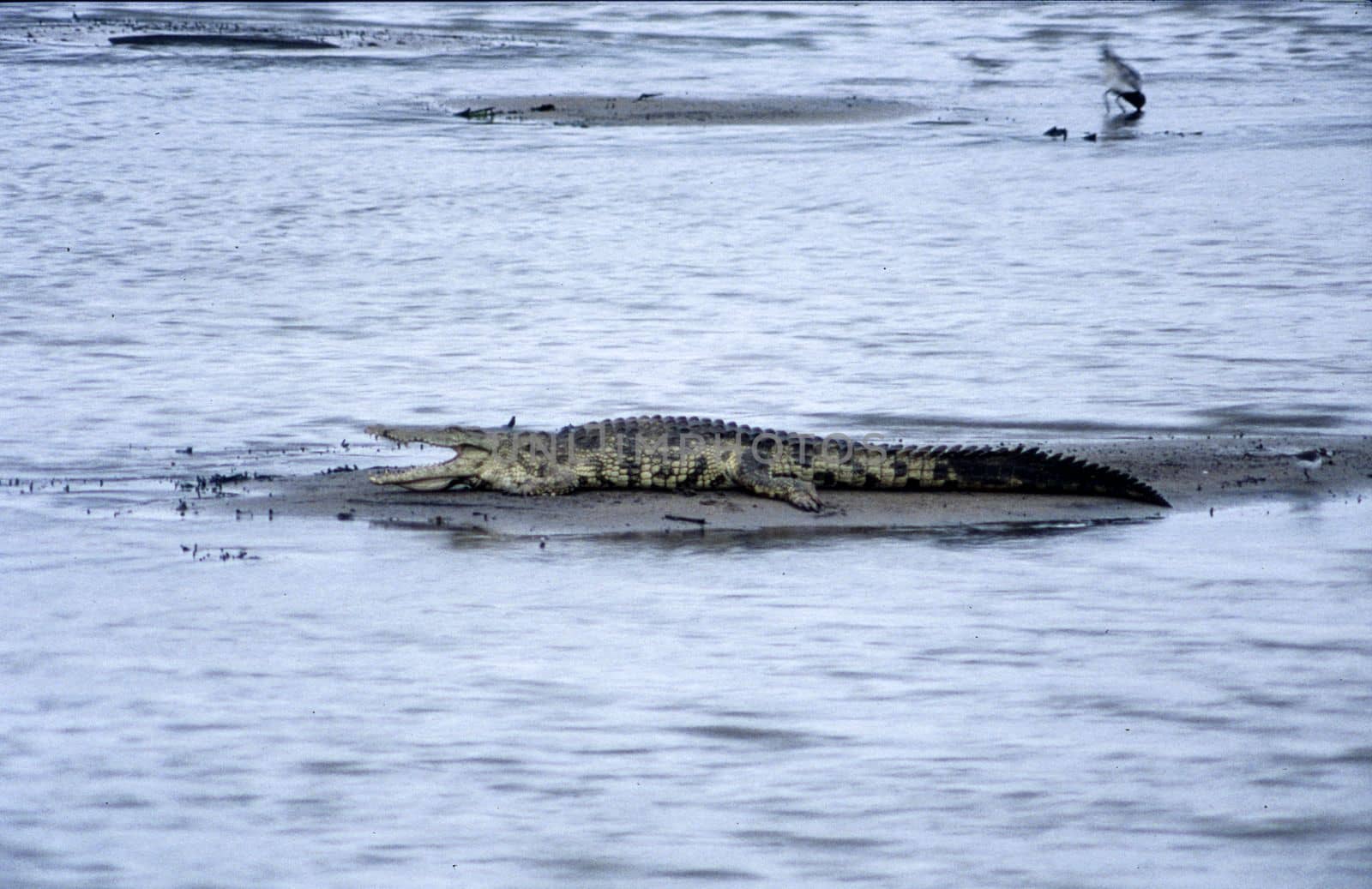 Nile Crocodile (Crocodylus niloticus), Kruger National Park, Mpumalanga, South Africa