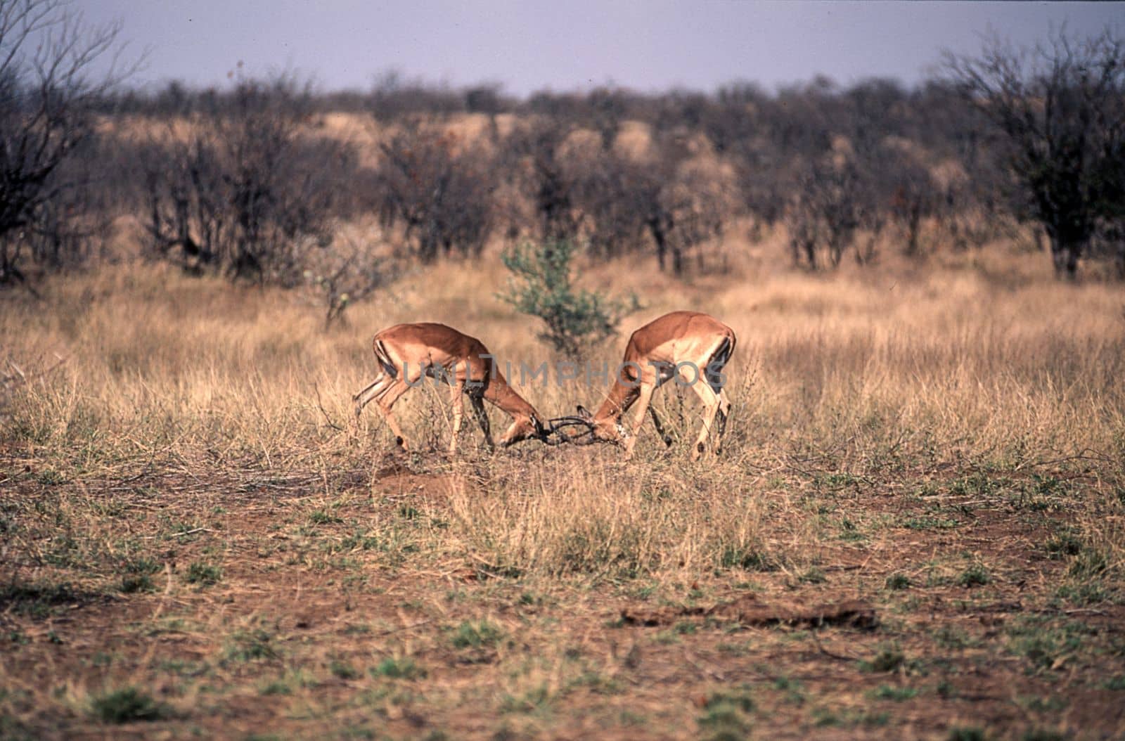 Impala (Aepyceros melampus), Kruger National Park, Mpumalanga, South Africa