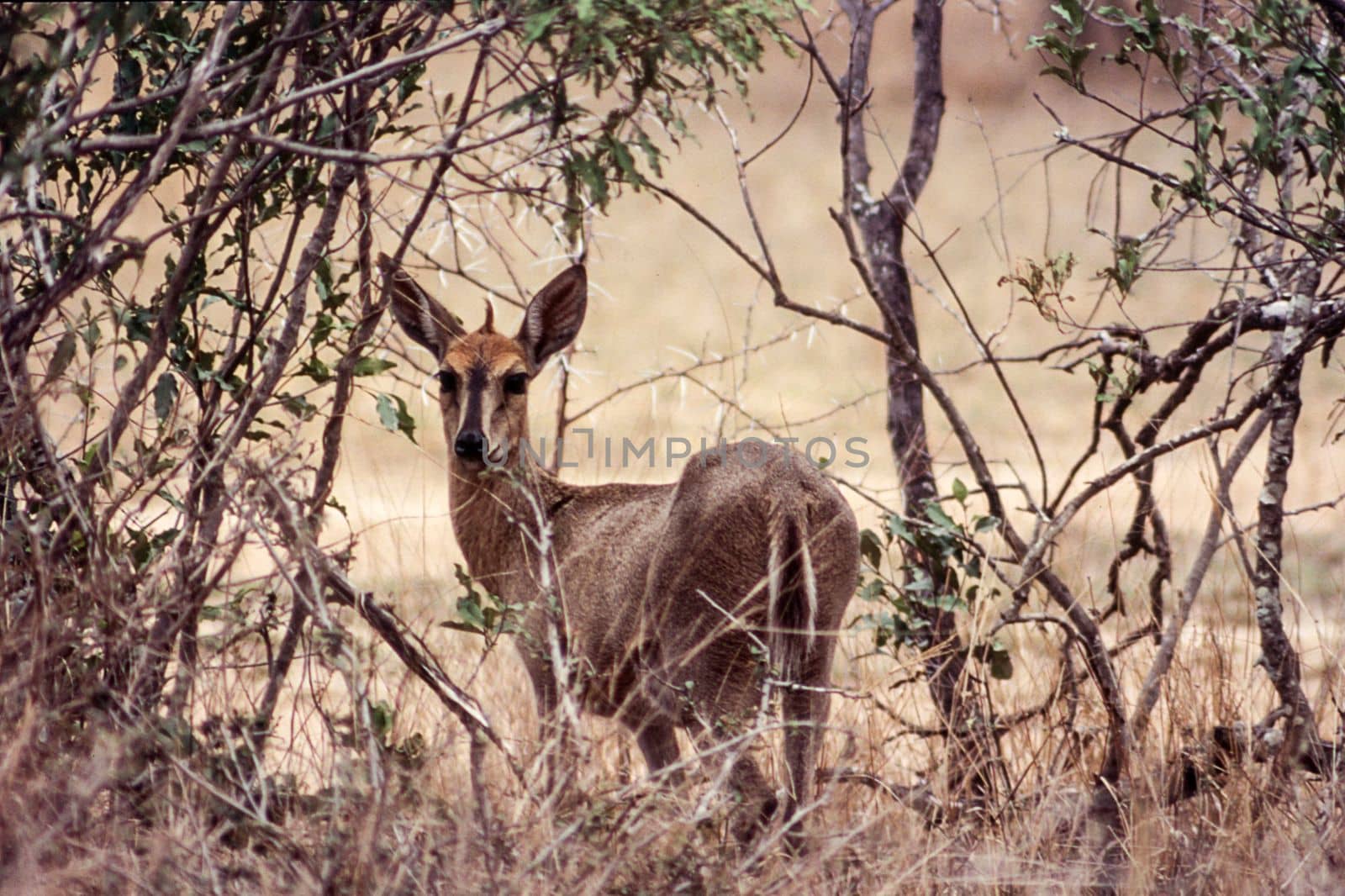 Common Duiker (Sylvicapra grimmia), Kruger National Park, Mpumalanga, South Africa