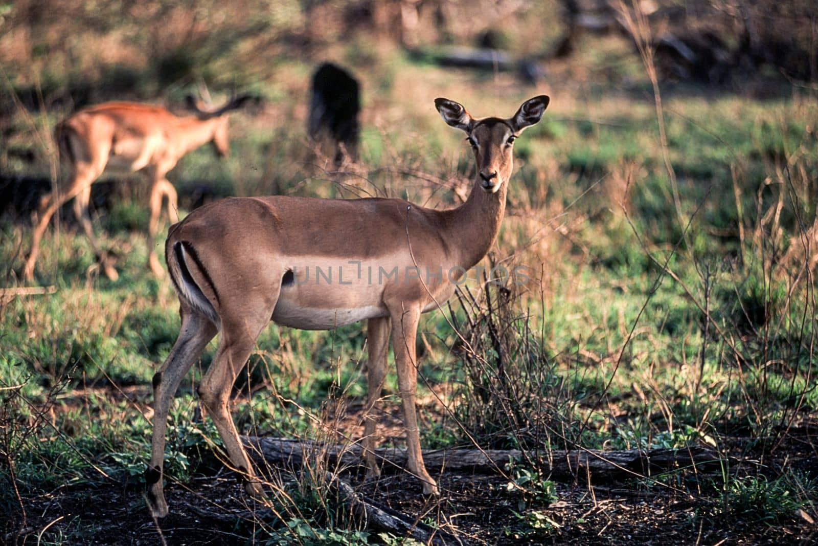 Impala (Aepyceros melampus), Kruger National Park, Mpumalanga, South Africa